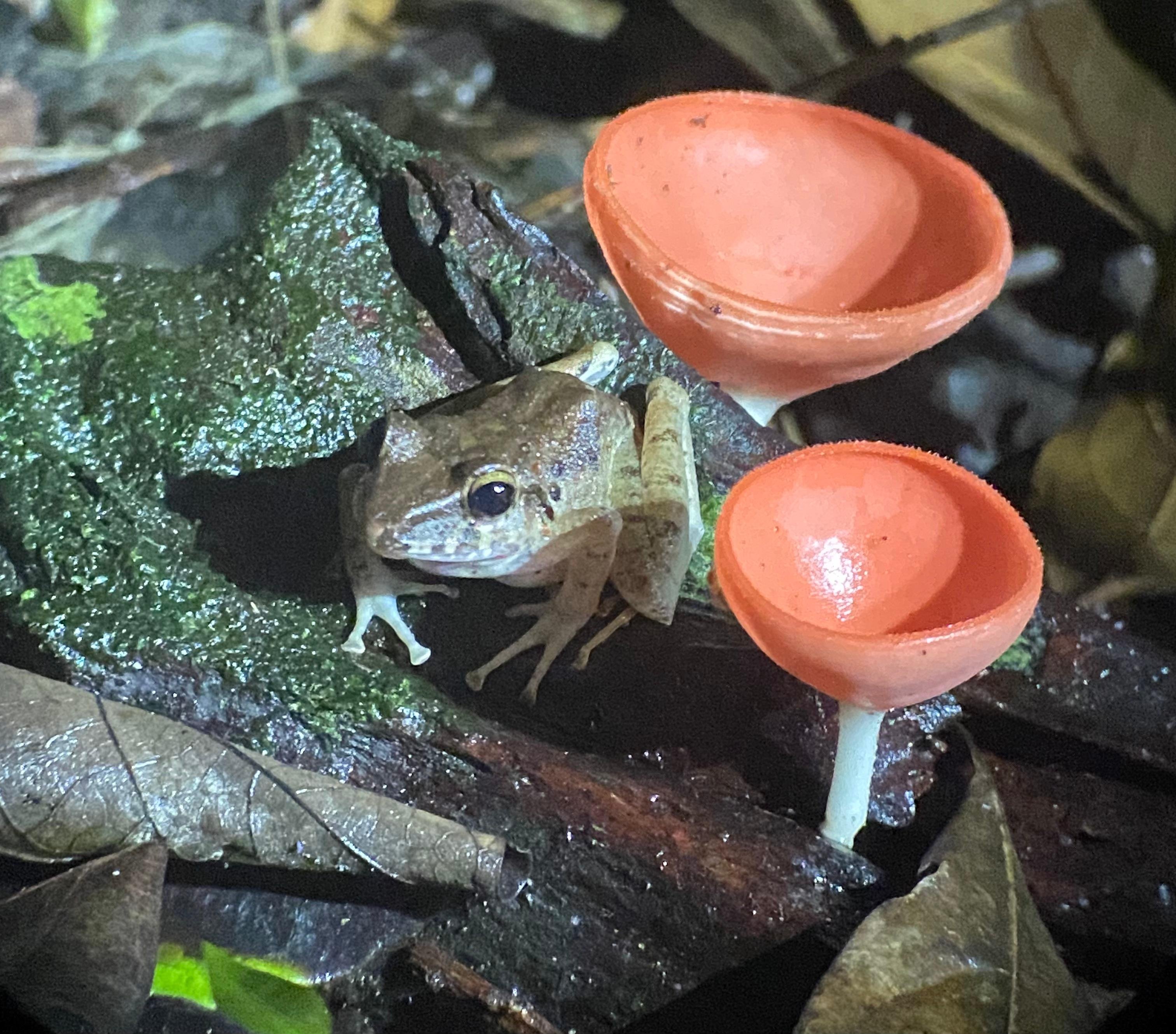 Manuel Antonio Night Wildlife Walk with Expert Naturalist