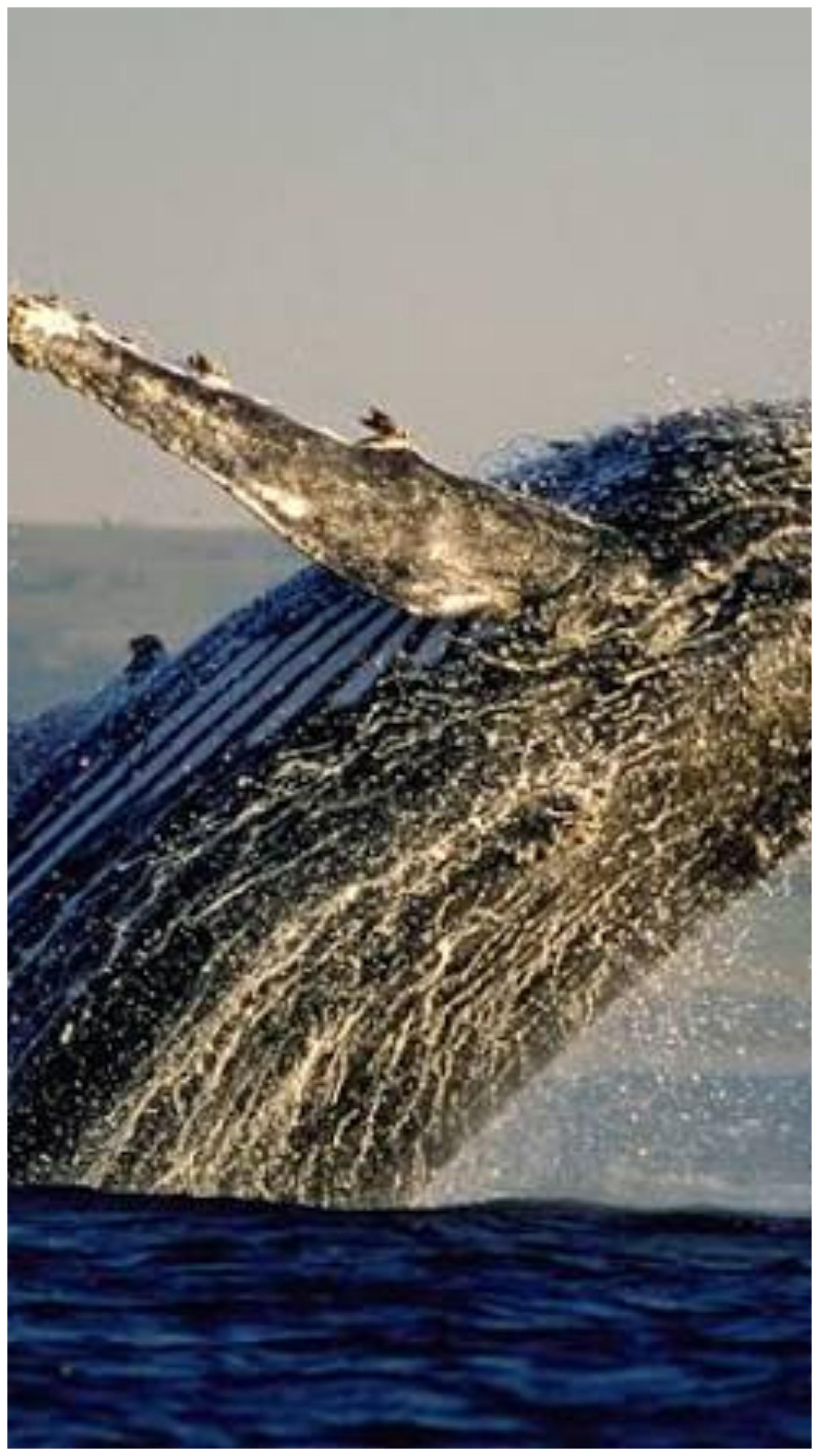 Private Hermanus Whale Watch & African Penguin Tour