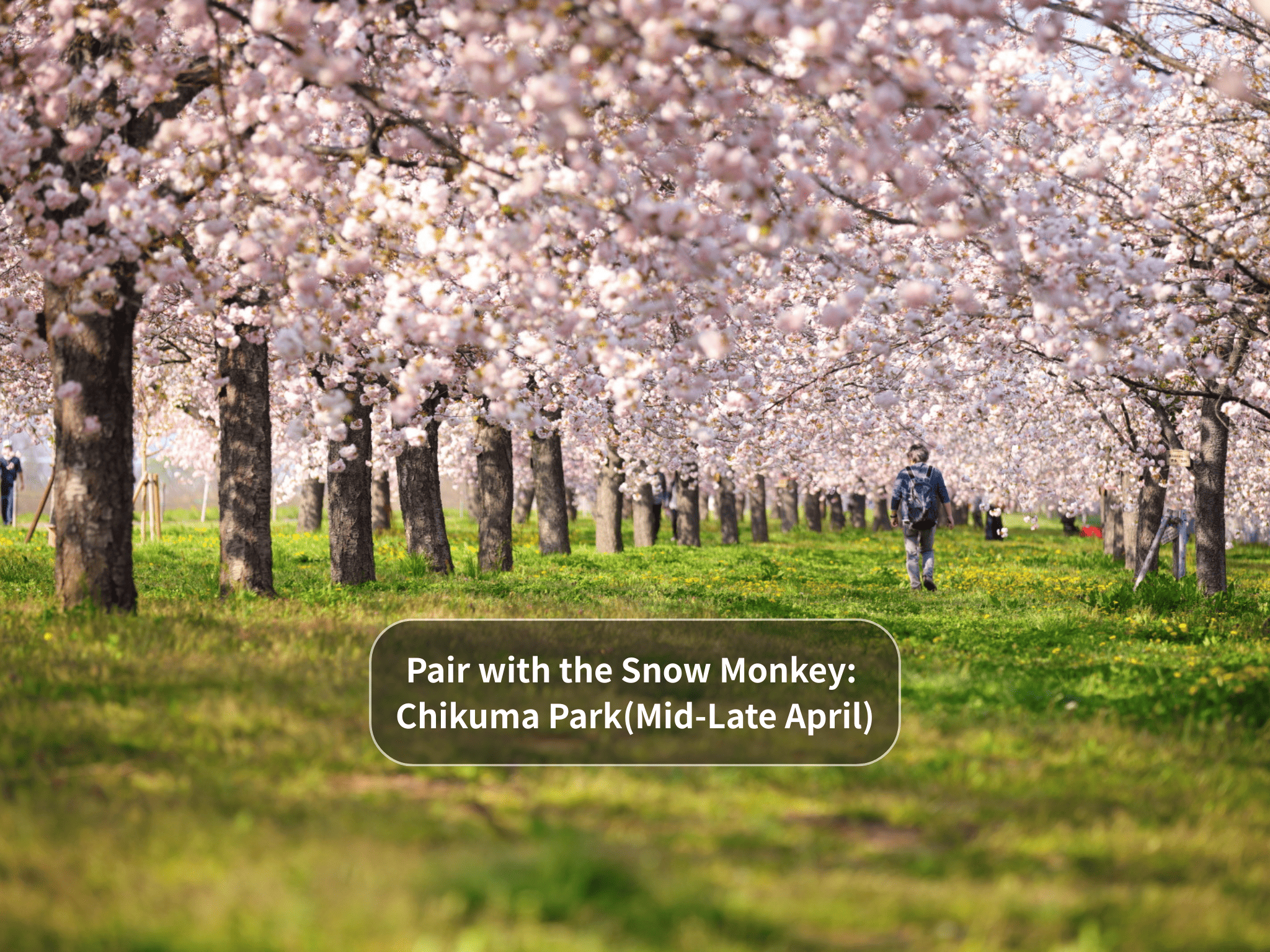 Nagano Snow Monkeys & Hidden Gems Private Day Tour