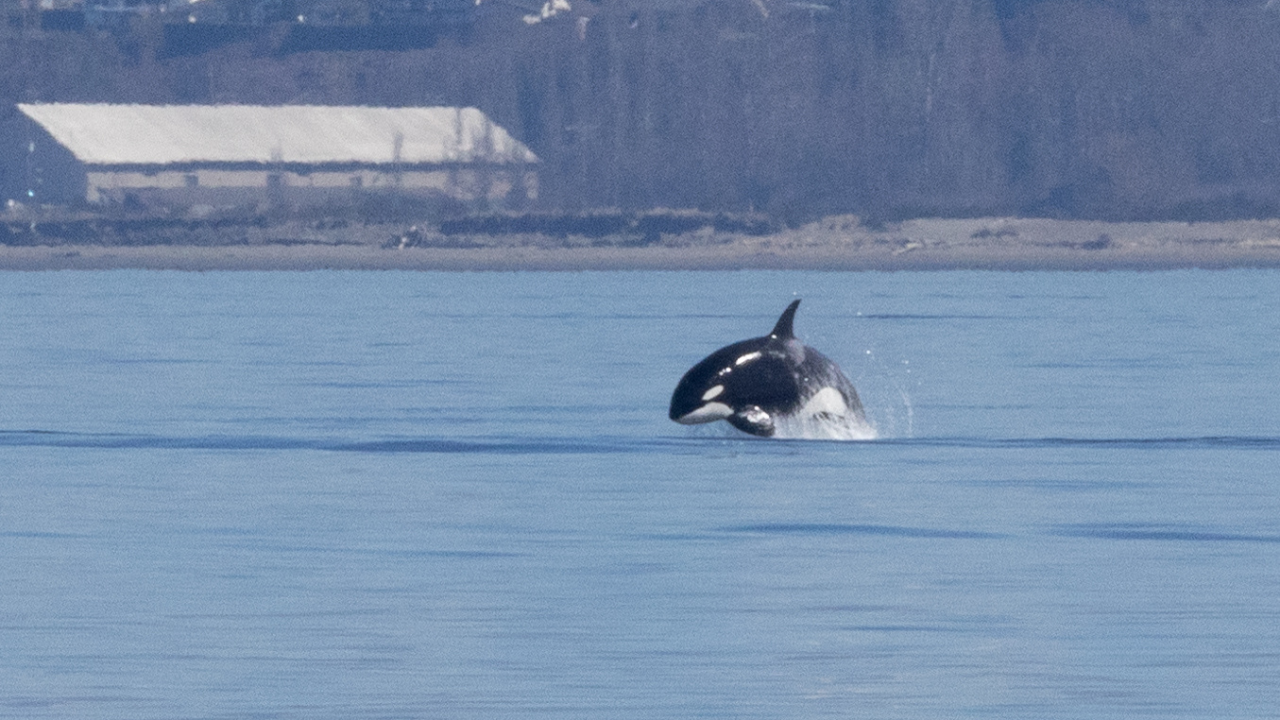 Seattle Half-Day Salish Sea Whale Watching Cruise