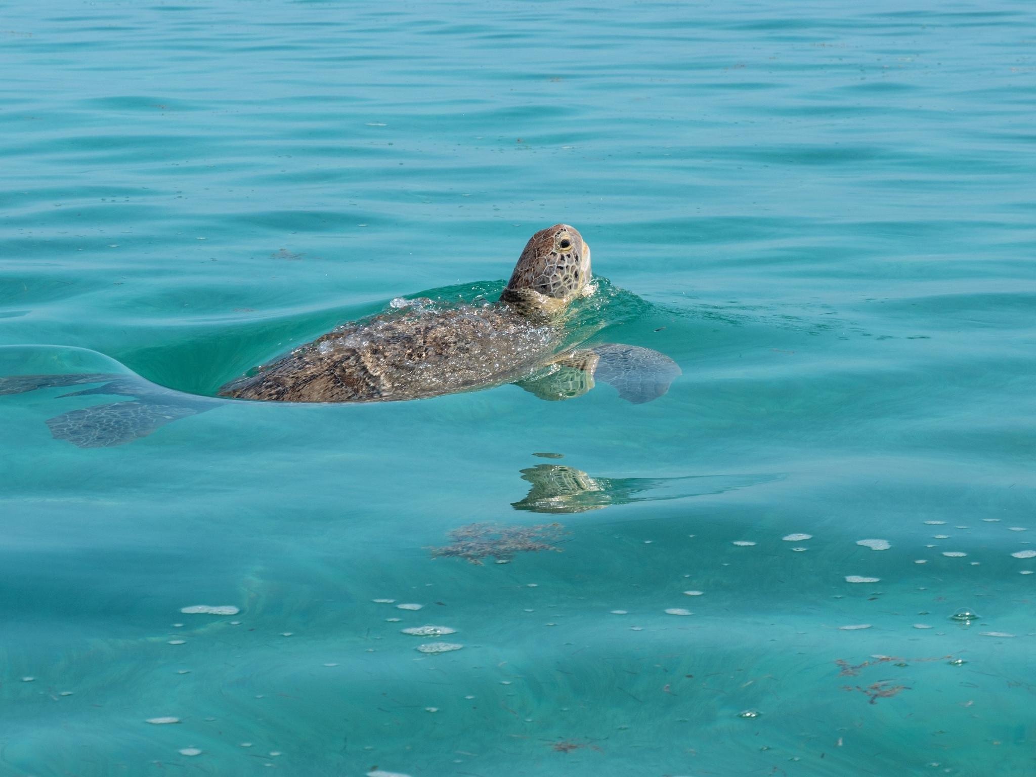 Sian Ka'an Reserve: Dolphins, Turtles & Snorkeling Day Trip
