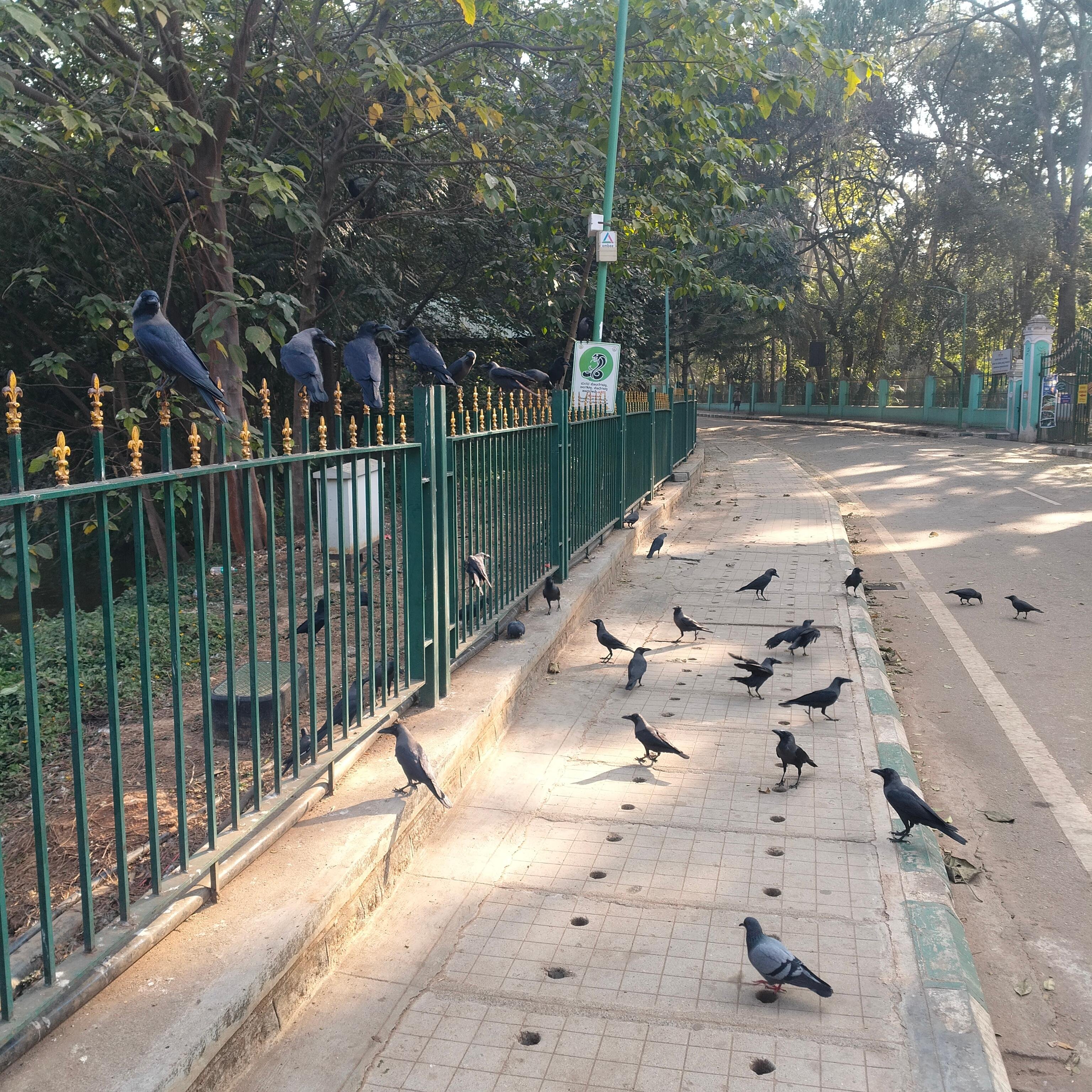 Cubbon Park Heritage and Nature Walking Tour