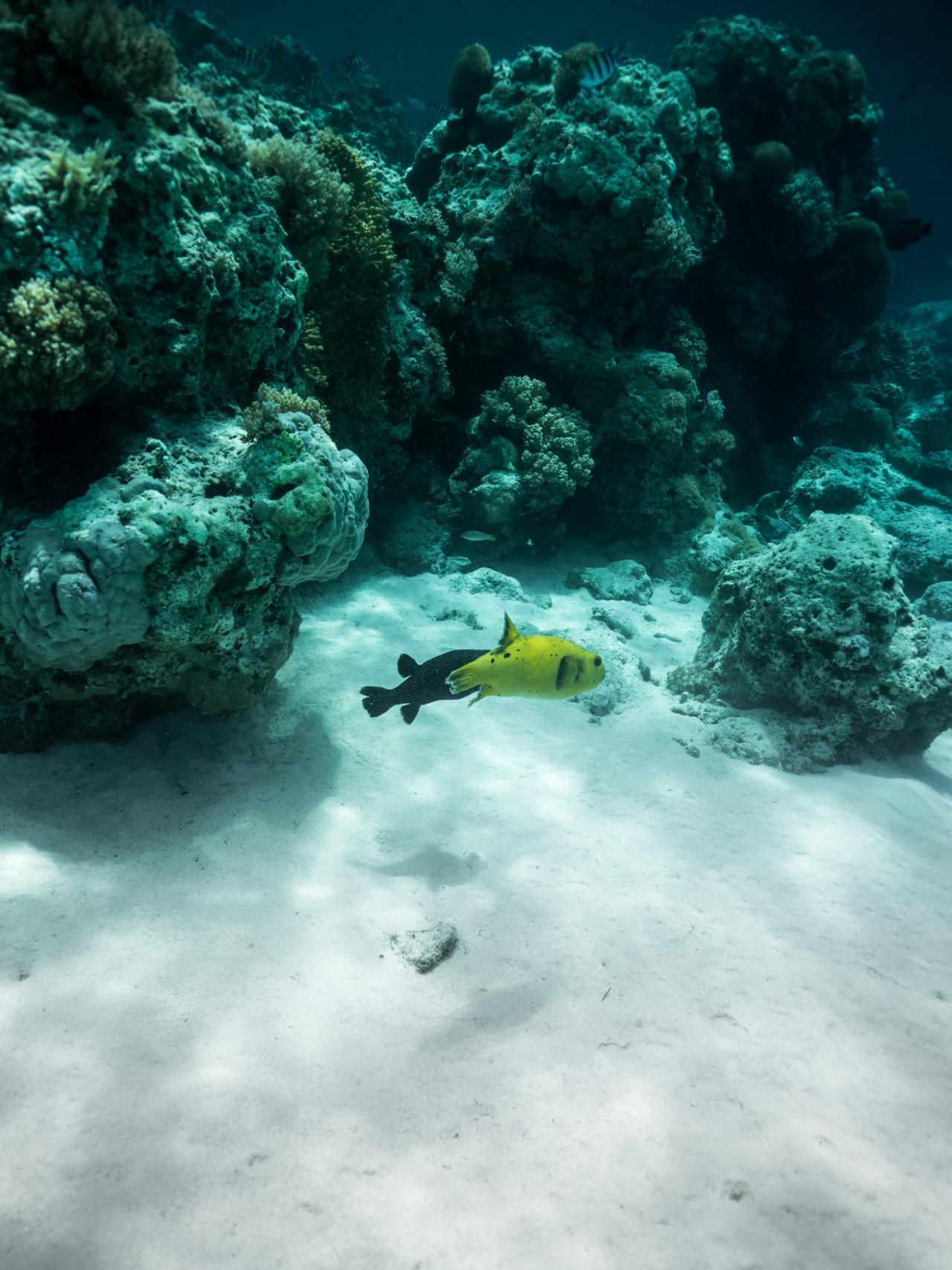 Zanzibar Mnemba Island Snorkeling & Boat Tour with Lunch
