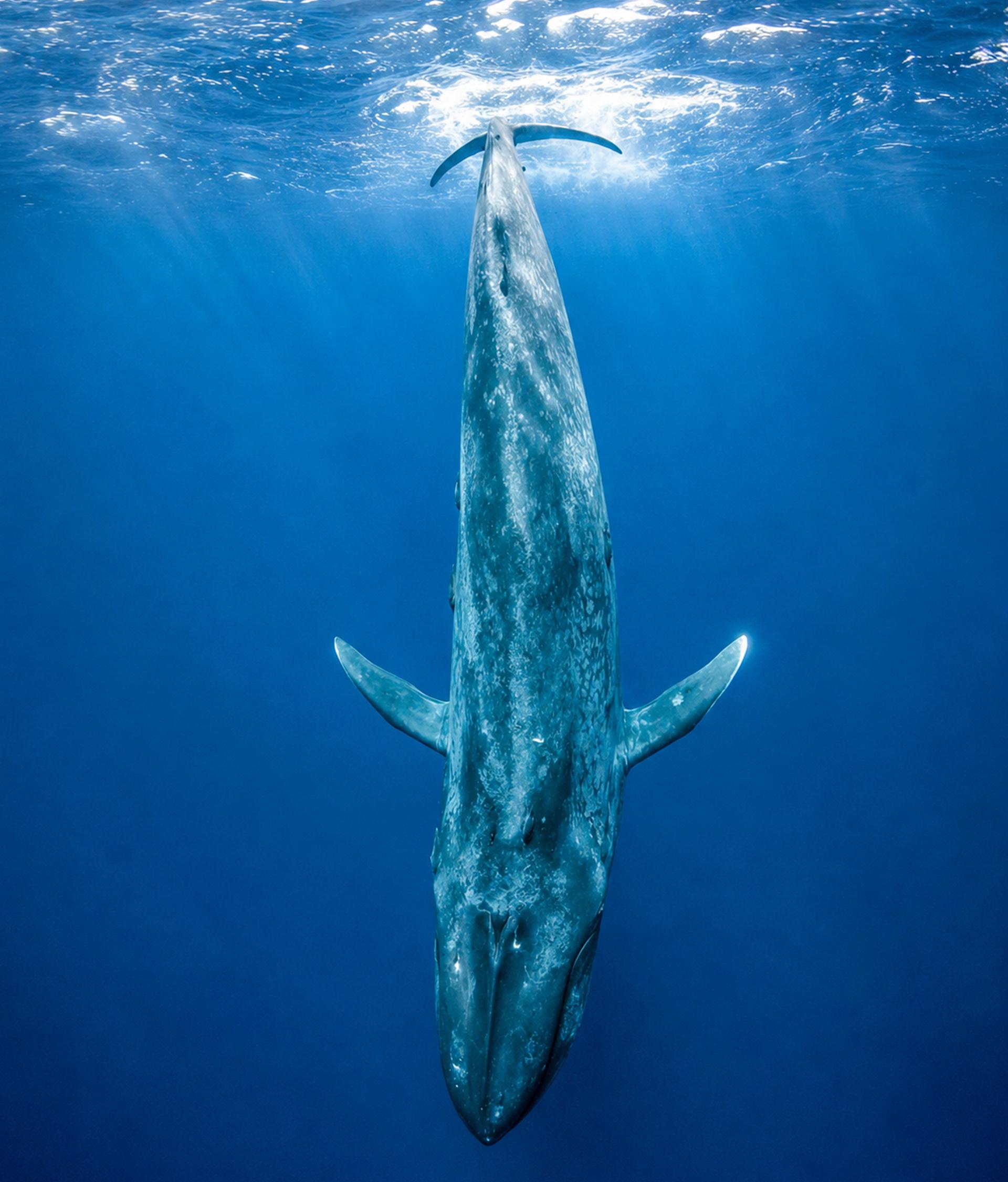 Mirissa Blue Whale Snorkeling Adventure
