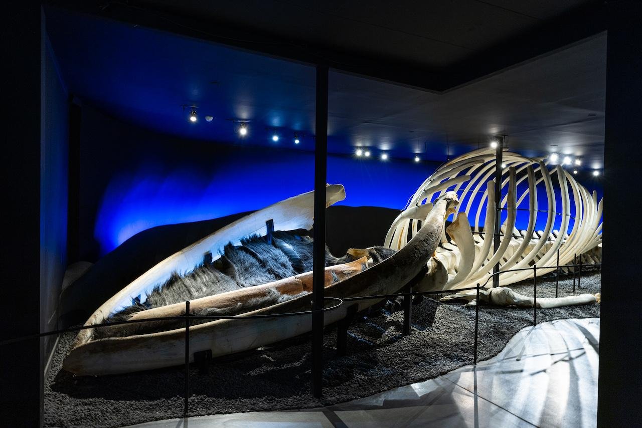 Húsavík Whale Museum Admission Ticket