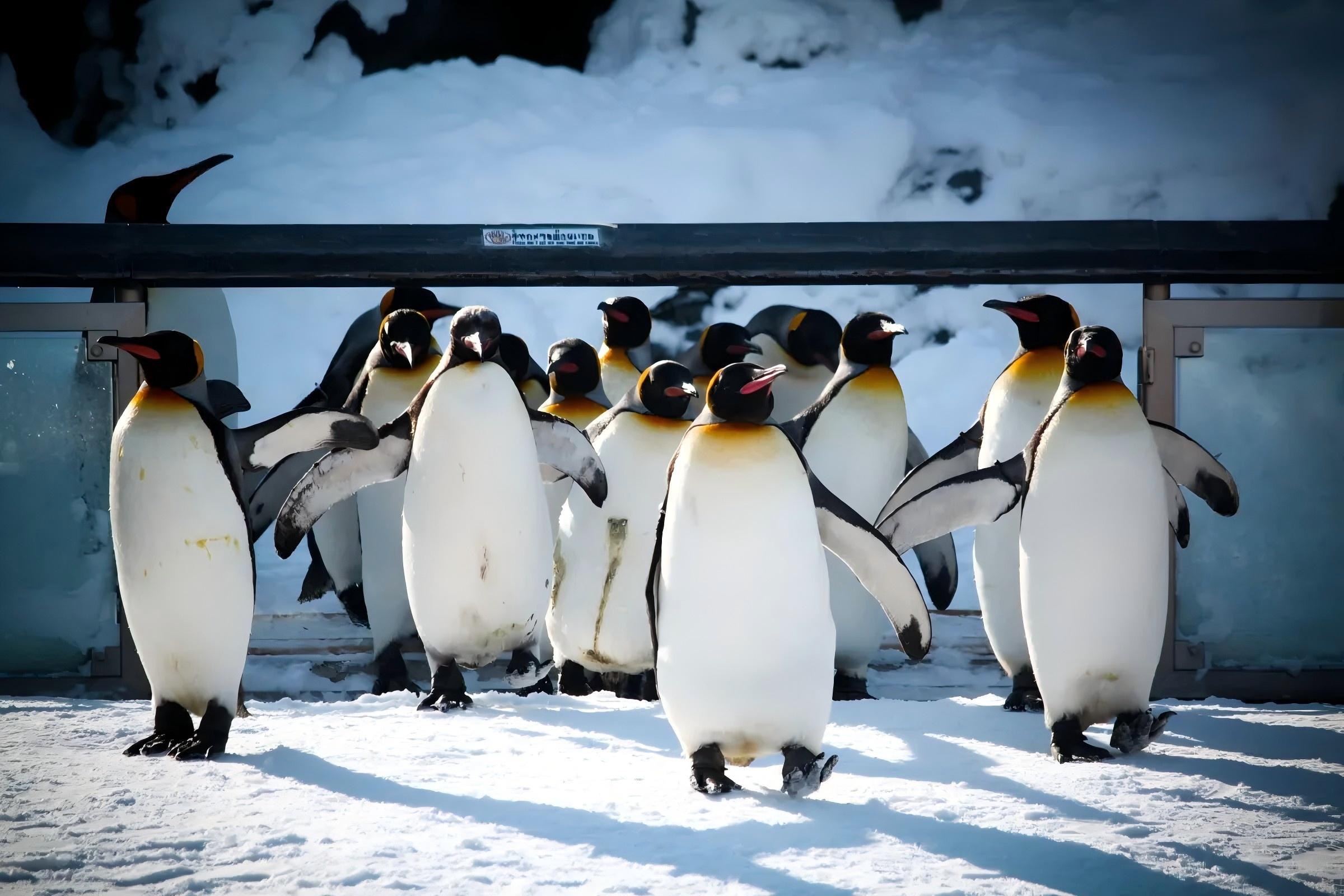 Private Day Tour: Asahiyama Zoo, Biei & Ningle Terrace