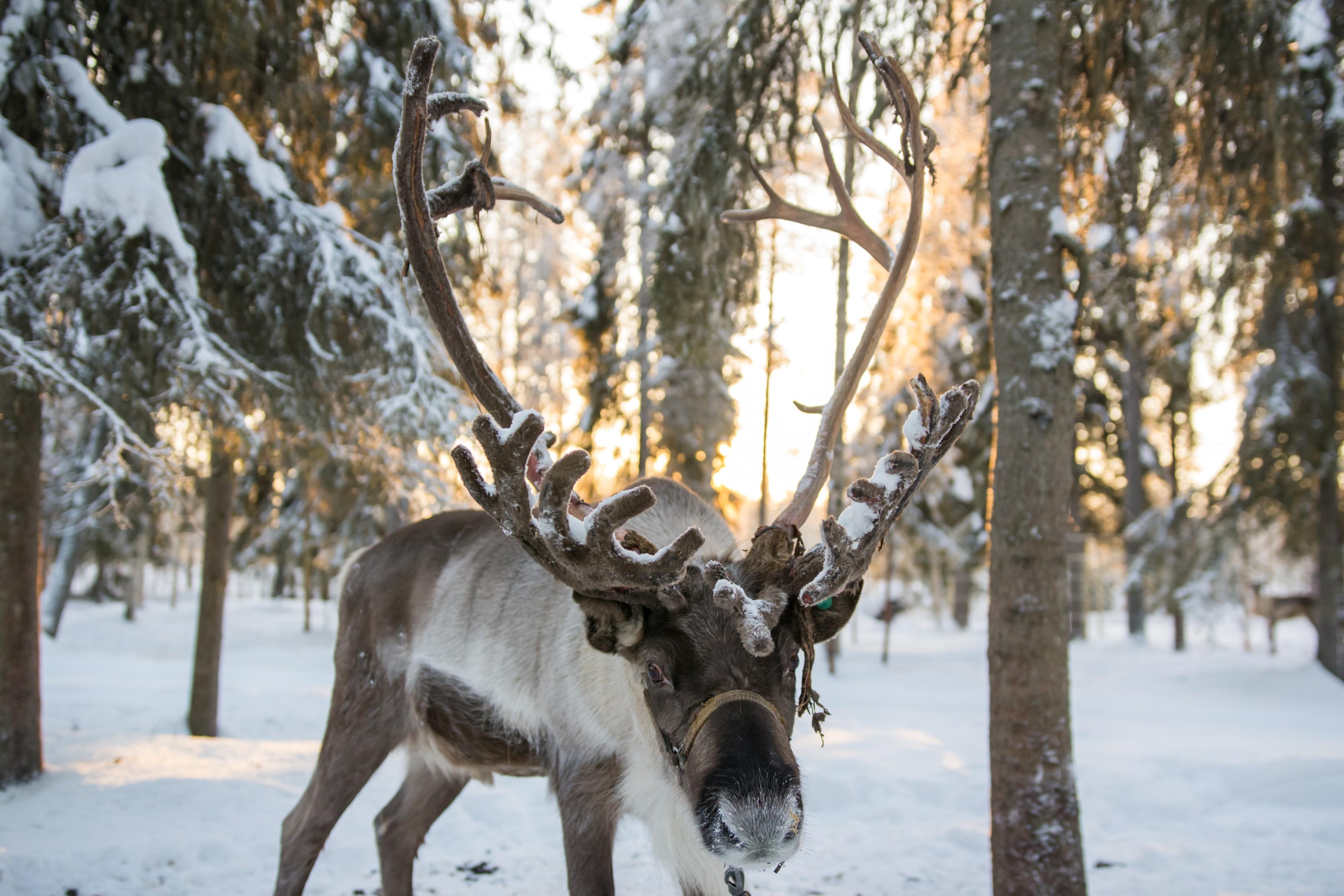 Rovaniemi Arctic Day: Santa's Village, Snowmobile Safari & Reindeer Farm