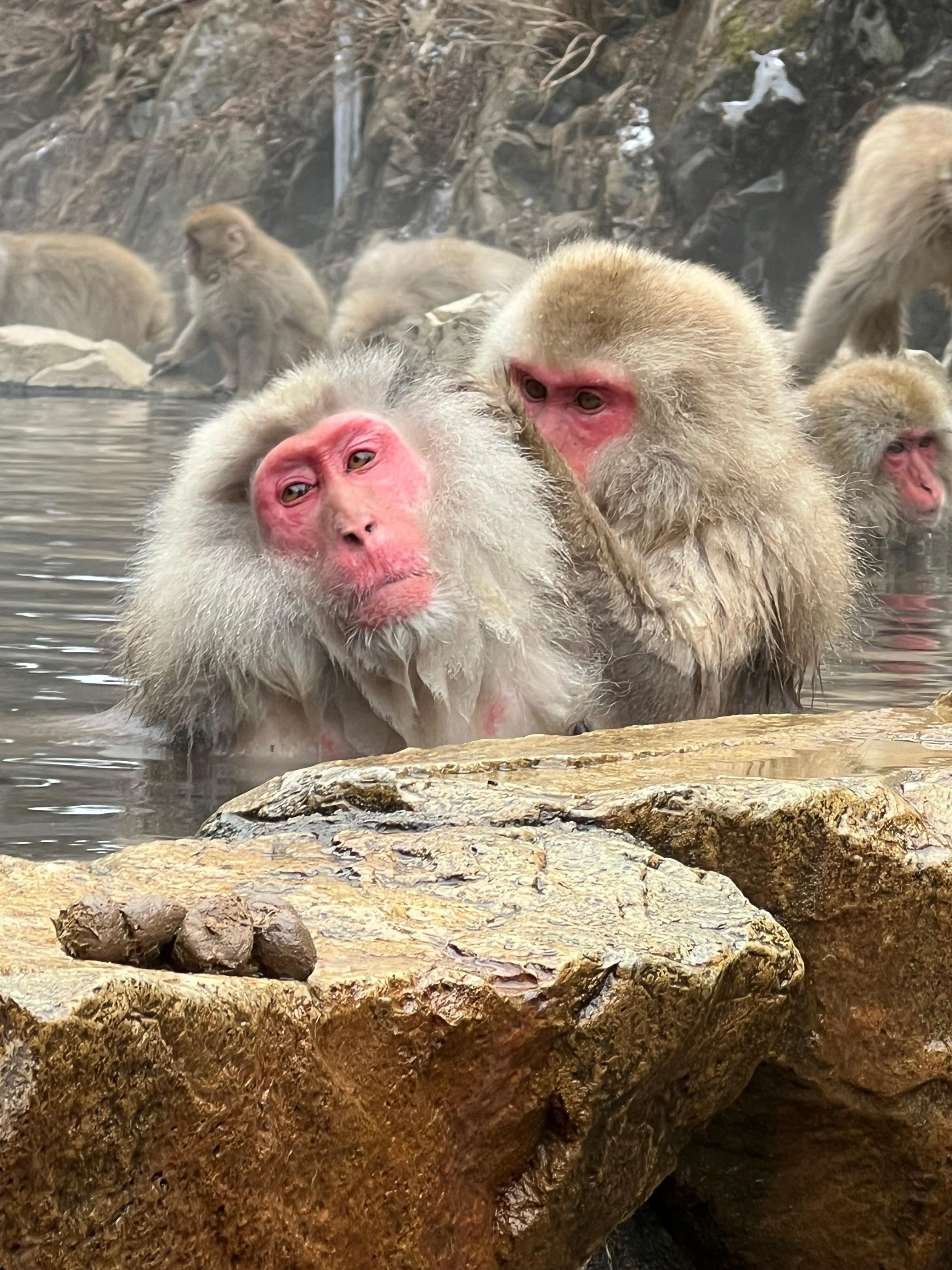 Nagano Snow Monkey & Obuse Cultural Day Tour