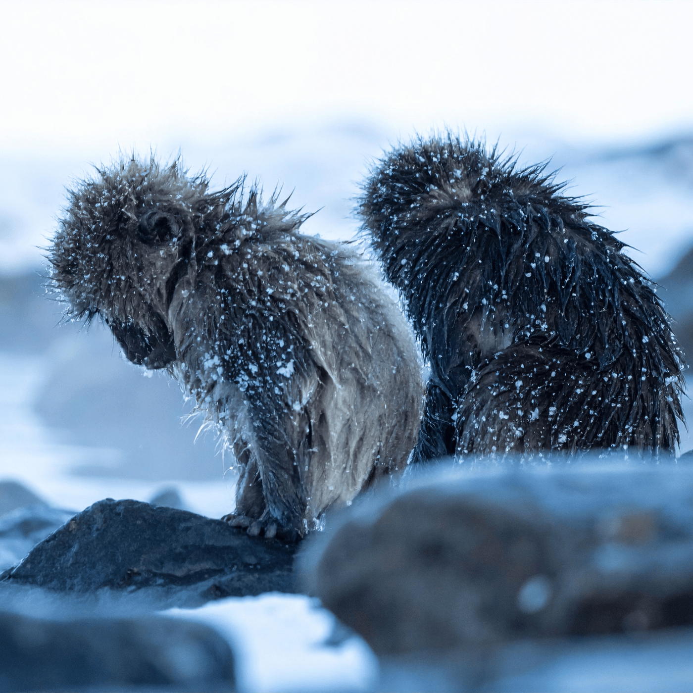 Private Nagano Day Tour: Snow Monkeys, Zenko-ji & Hot Springs from Tokyo