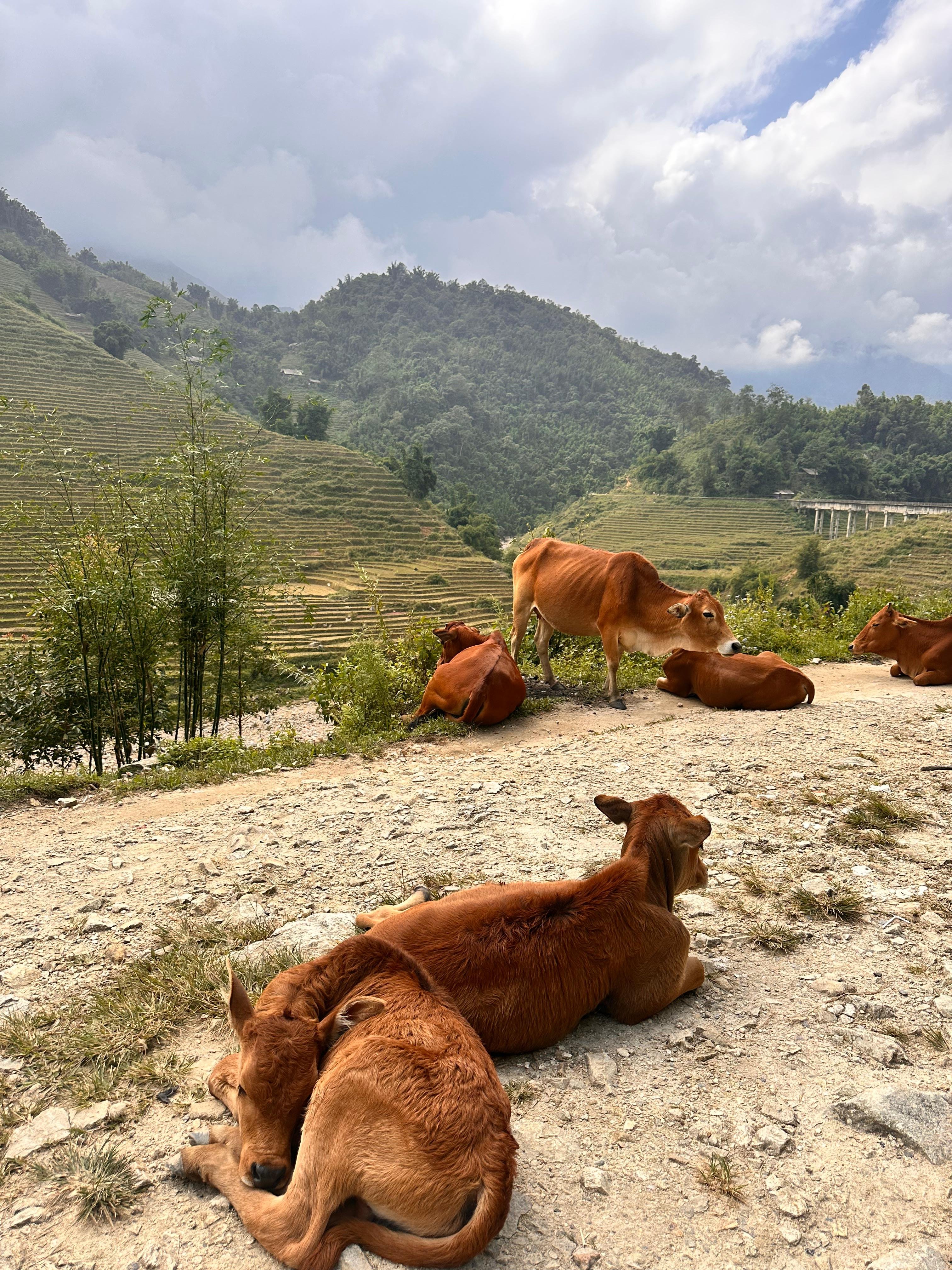 Sapa 2-day trek — Muong Hoa Valley rice terraces and ethnic-minority villages — image 29