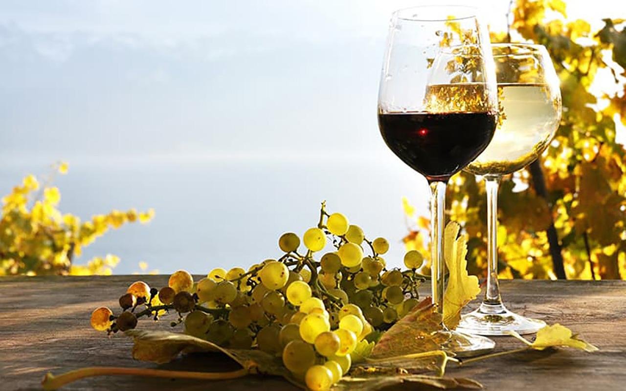 North Coast Vineyard & Cabo Girão Skywalk
