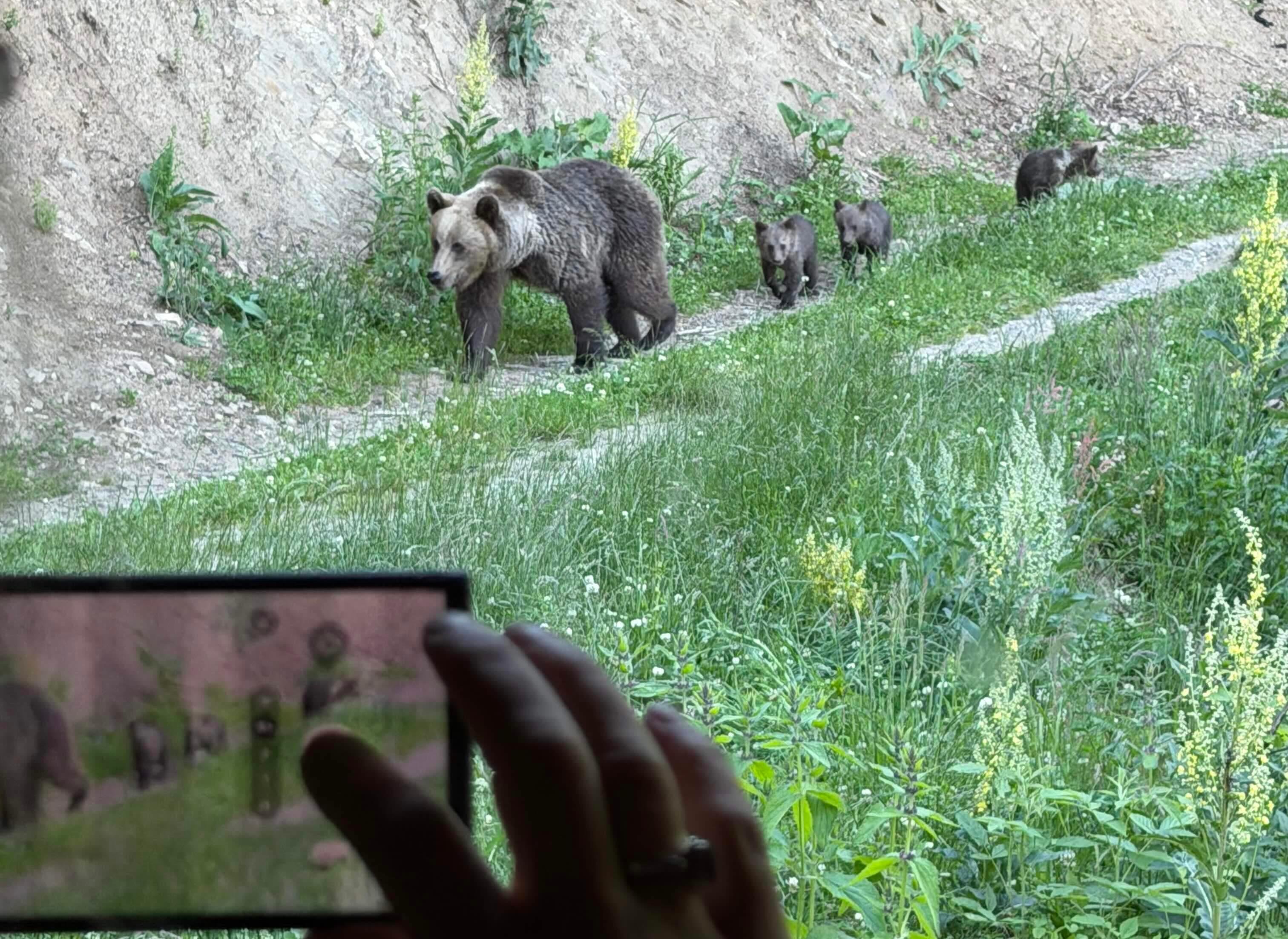 Transylvanian Forest Wild Bear Watching Experience from Brașov