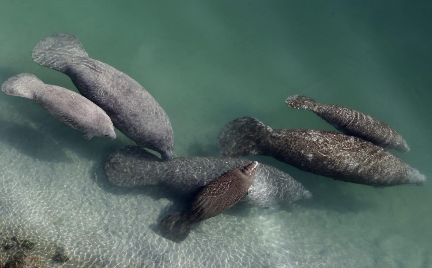 Group of manatees seen from above in shallow green water