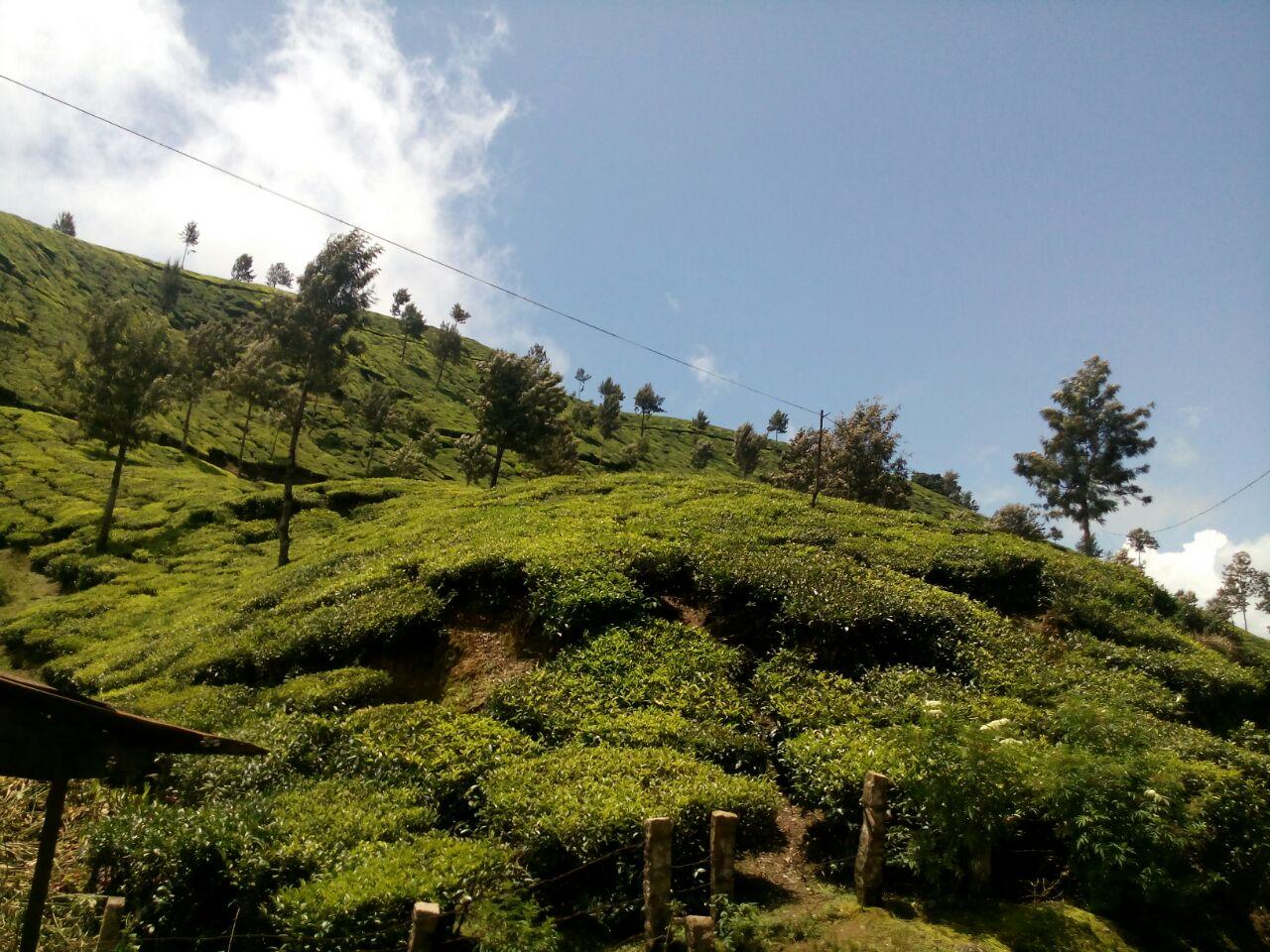 Munnar: Half-Day Scenic Tea Plantation Trek