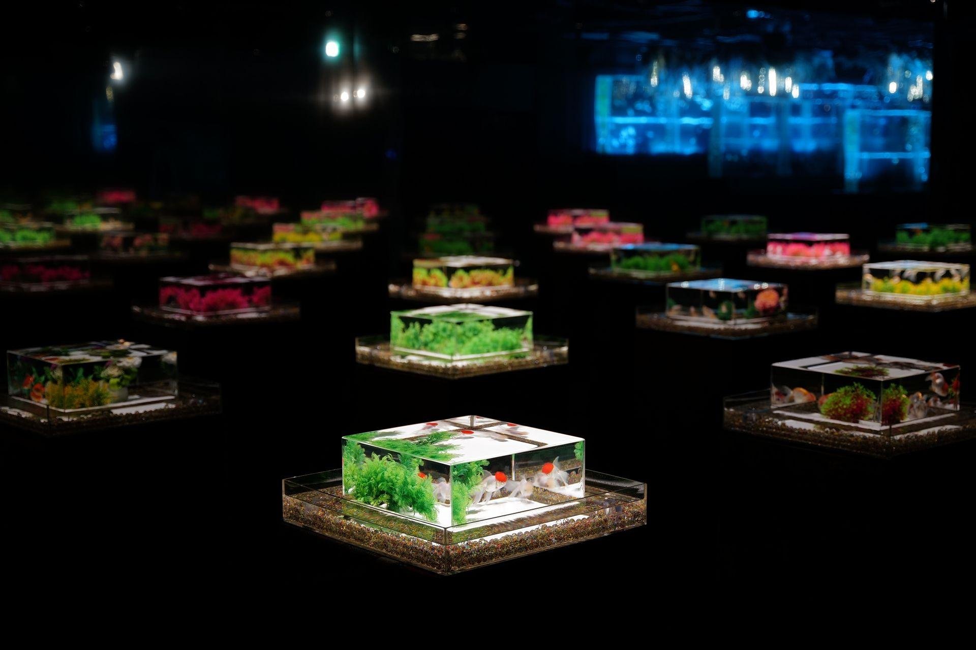 Art Aquarium Museum GINZA Entry Ticket