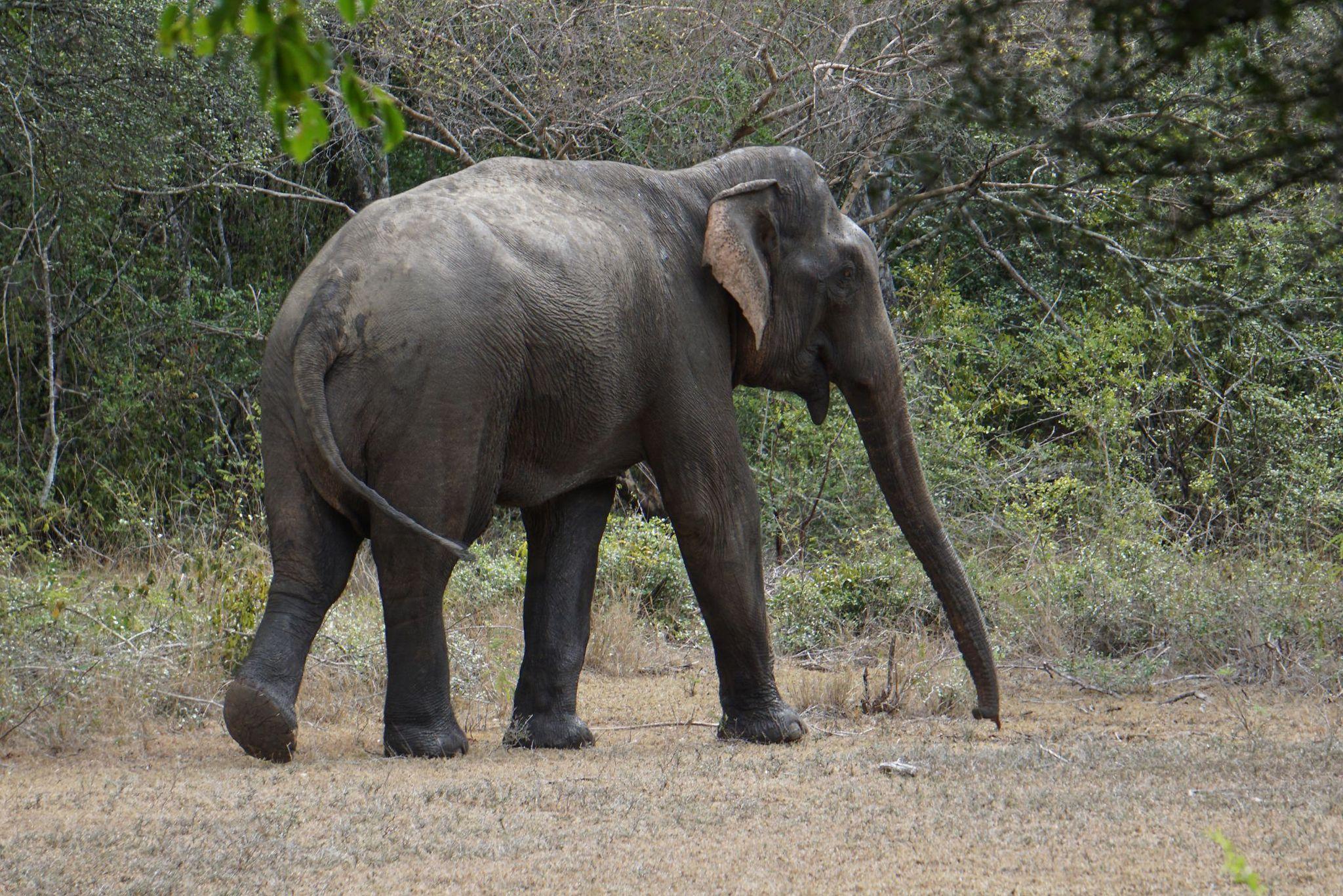 Full-Day Wilpattu National Park Safari from Anuradhapura