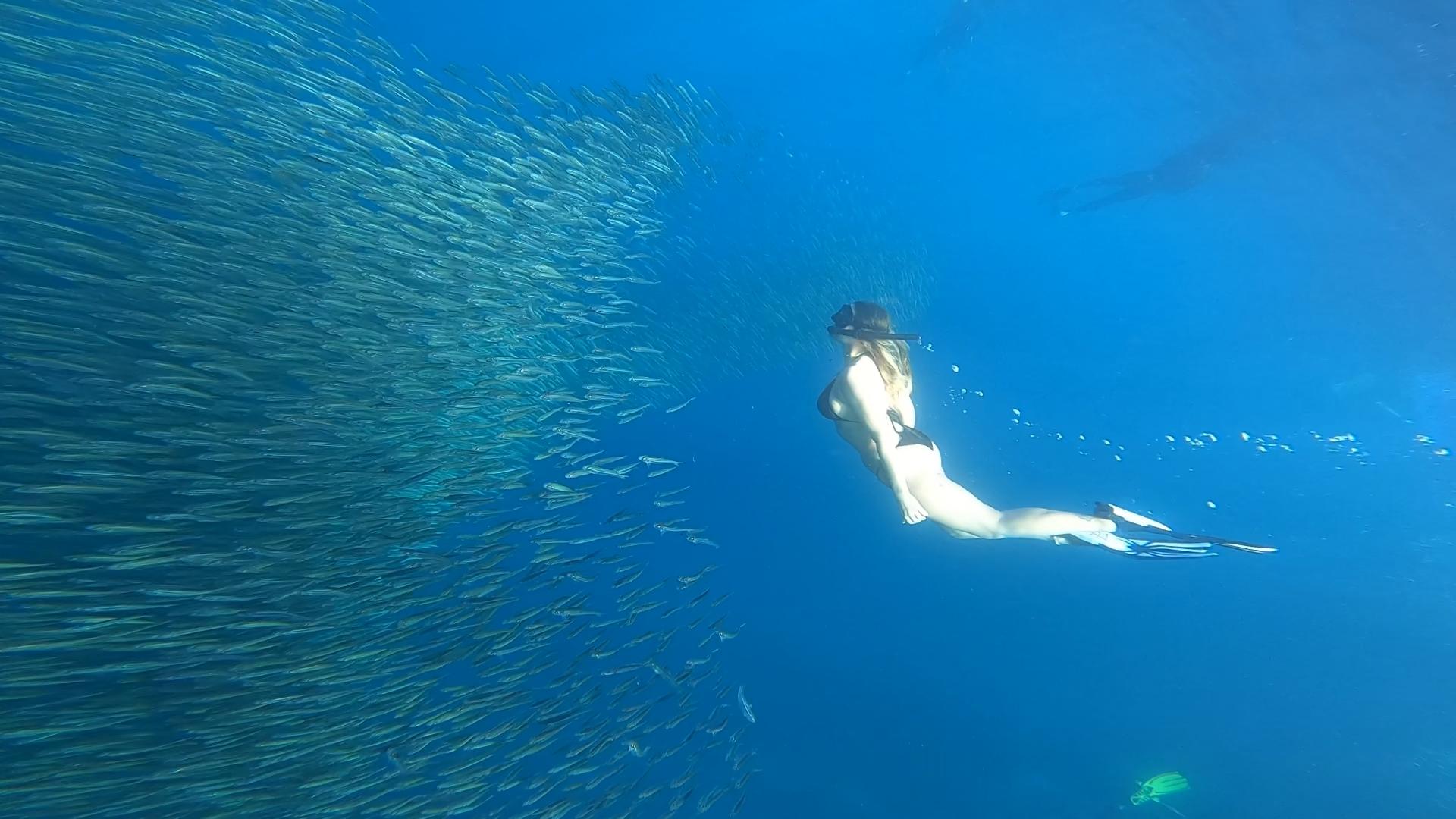 Cebu Full-Day Adventure: Whale Sharks, Kawasan Falls & Moalboal Sardines