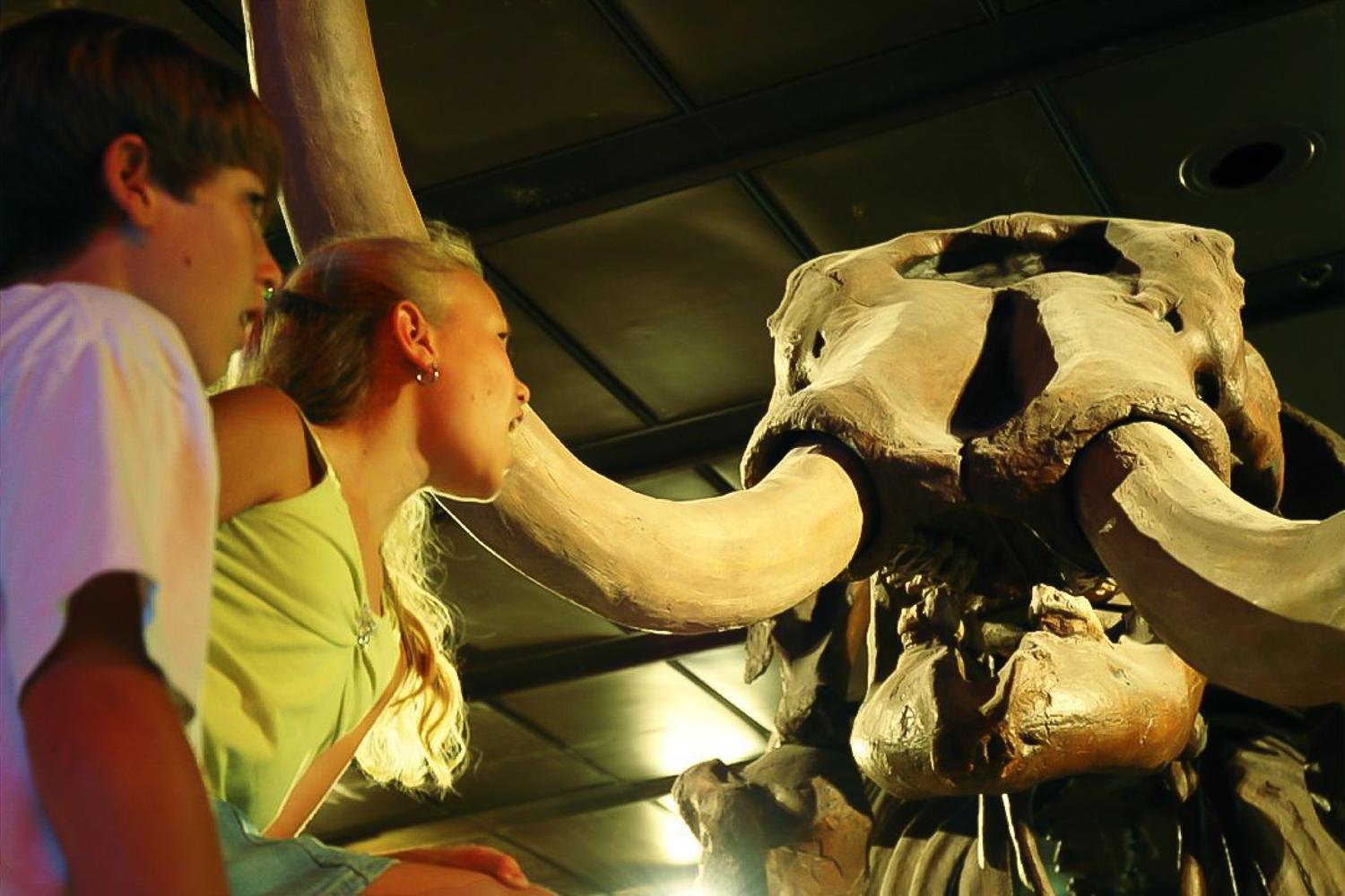 Houston: Museum of Natural Science General Admission Ticket - 2026 (Verified Reviews)