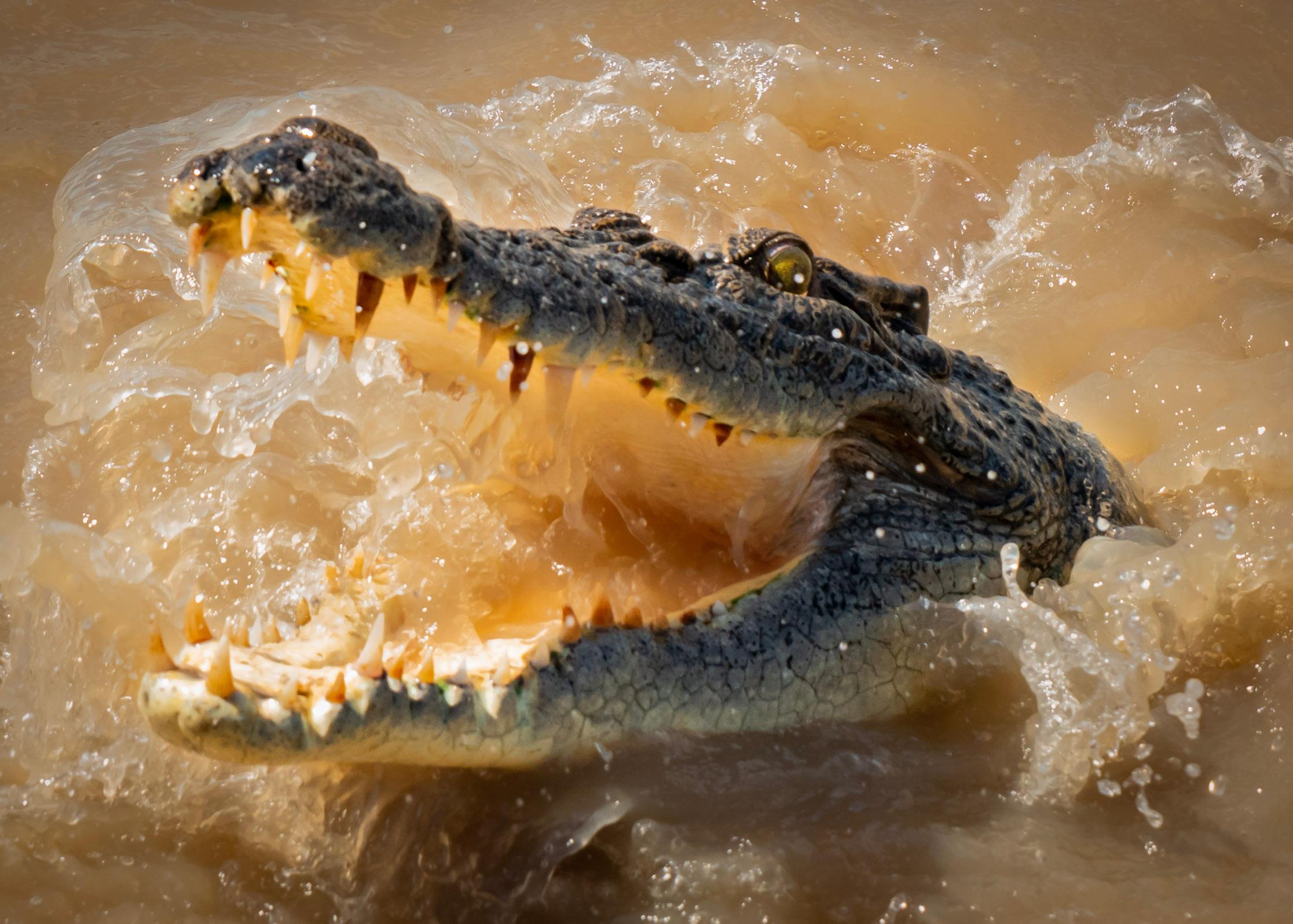 Jumping Crocodile Cruise & Barramundi Fishing