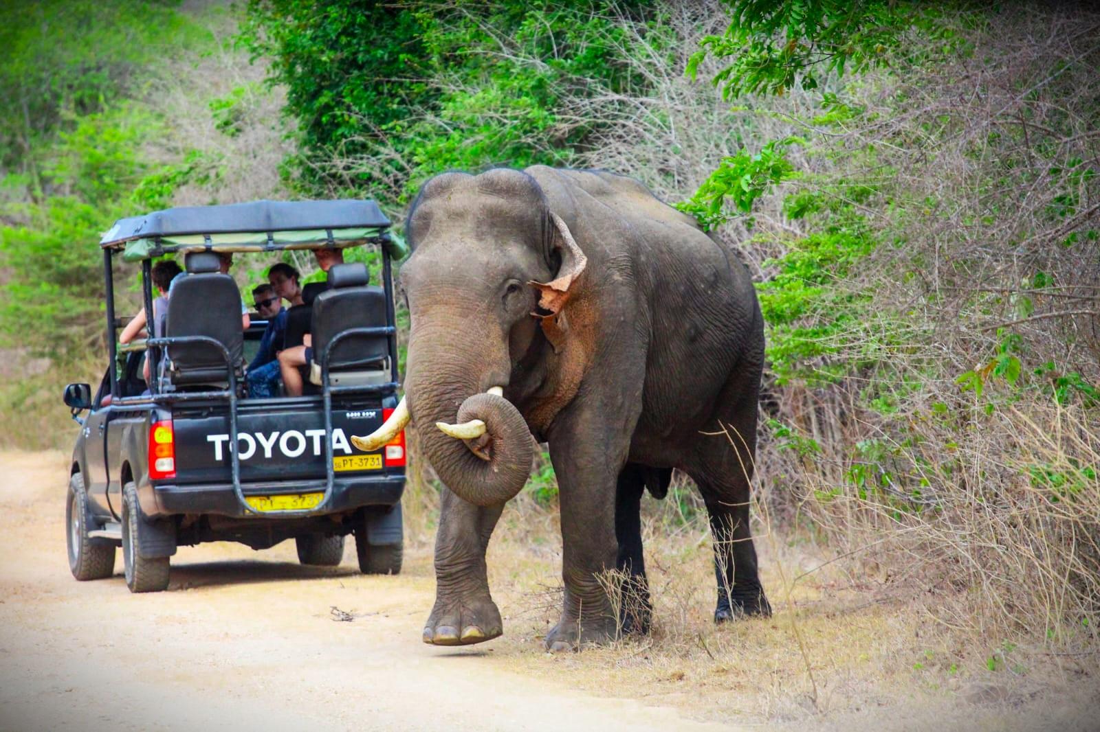 Udawalawe Safari: Elephants & Wildlife in Private 4x4 Jeep