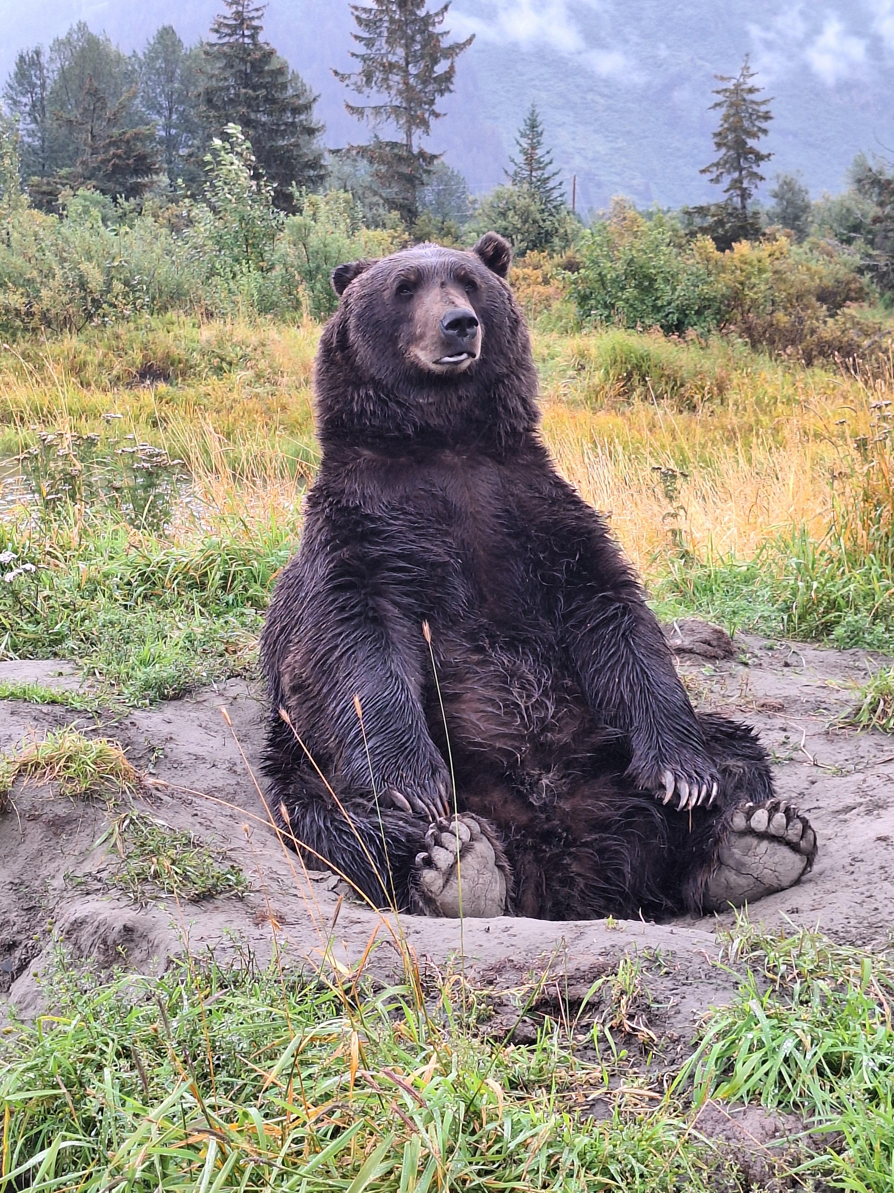Turnagain Arm Wildlife & Glacier Day Trip