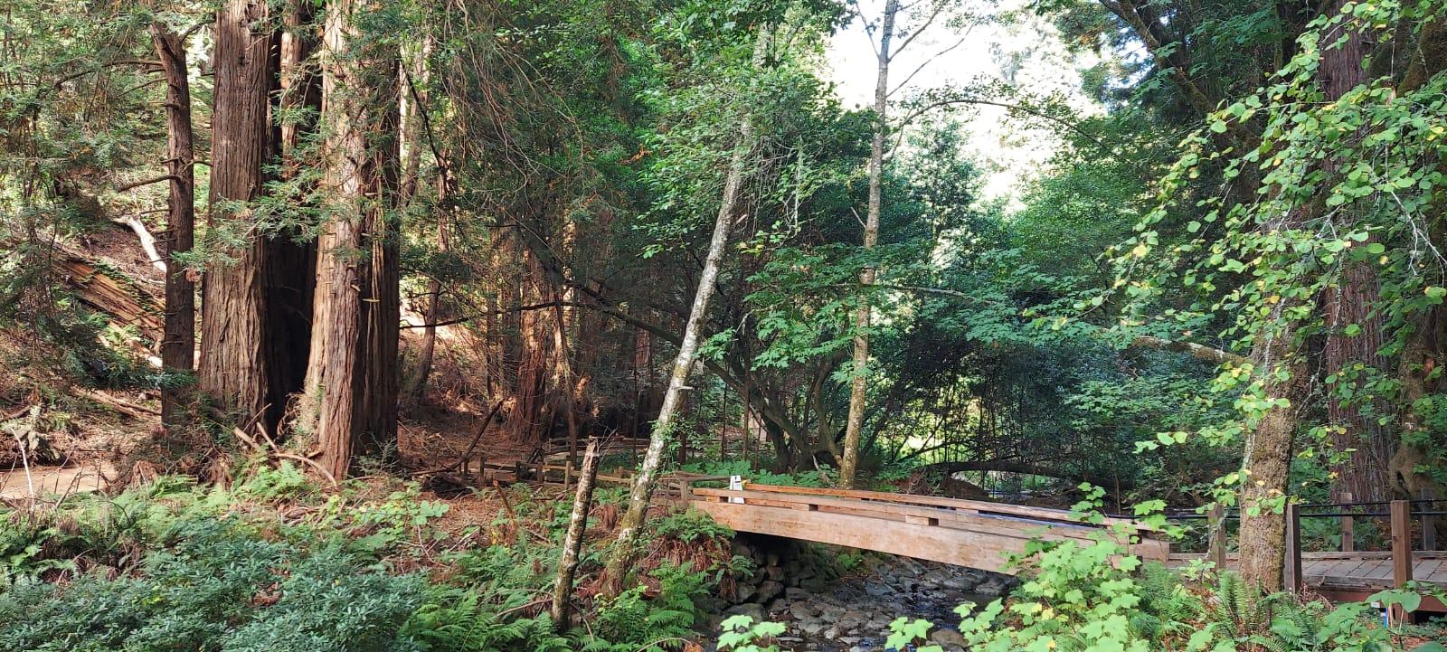 Muir Woods, Sausalito, and Exclusive Alcatraz Night Tour