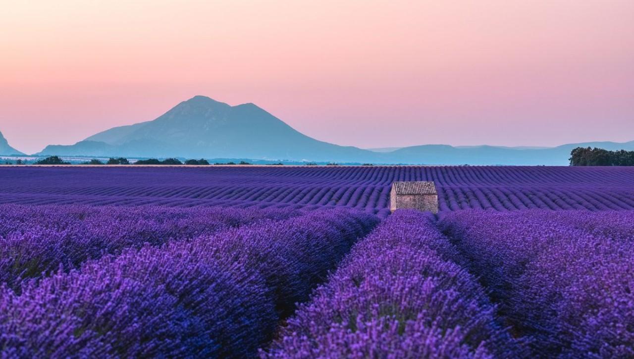 Valensole lavender fields in Provence — guided lavender tour photo 2
