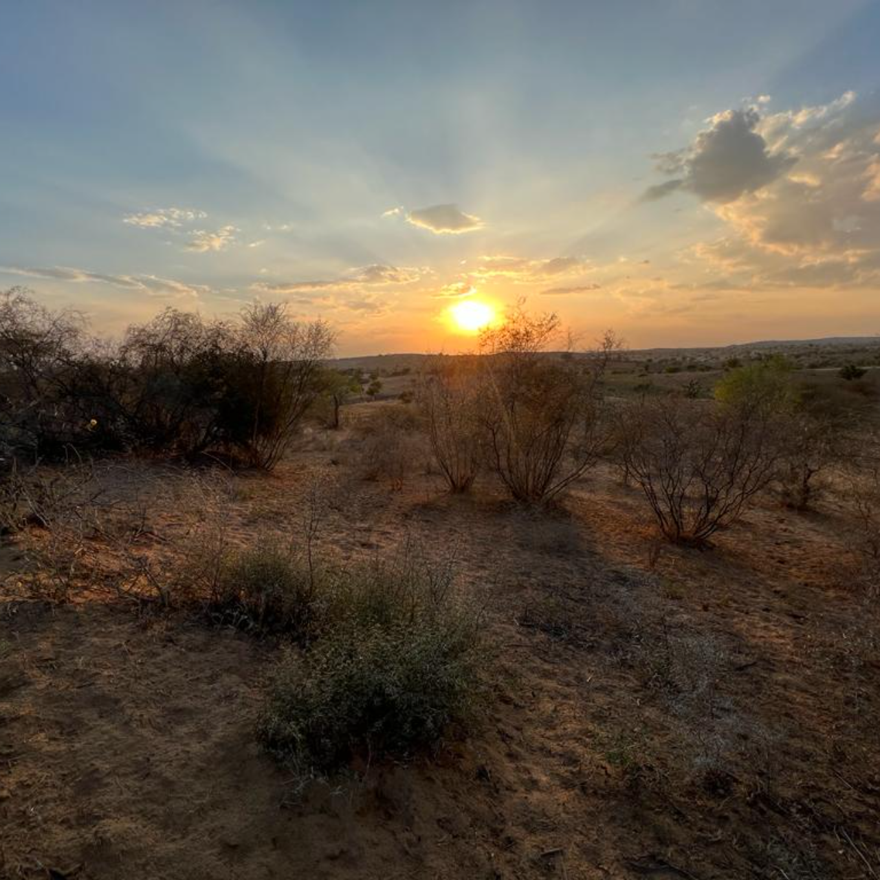 Thar Desert Overnight Camel Safari & Village Stay