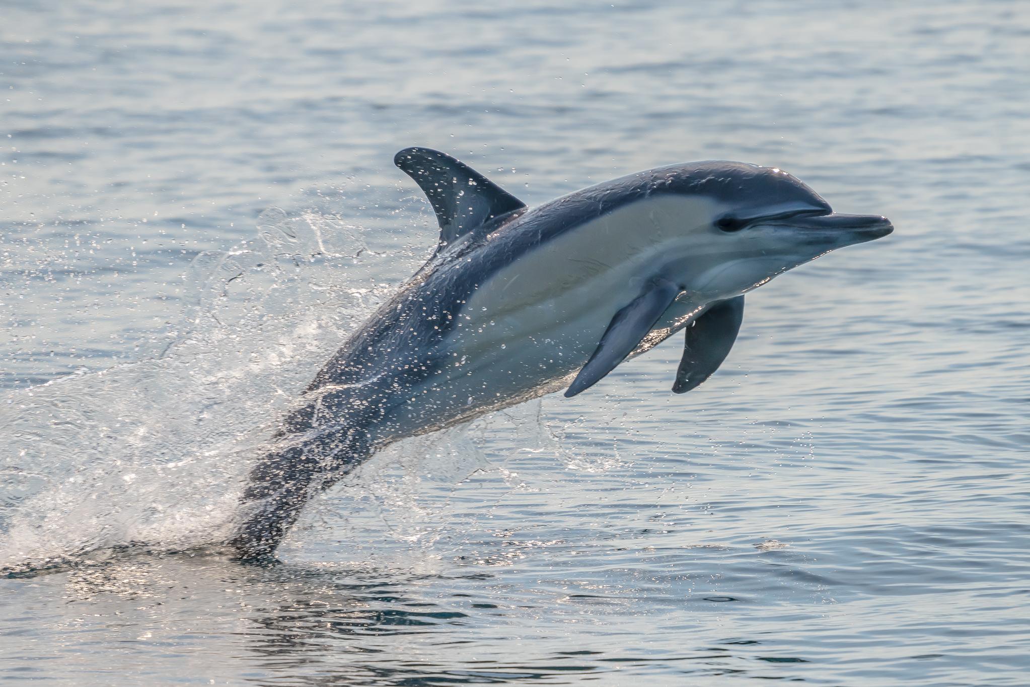 Noosa Dolphin & Coastal Wildlife Adventure