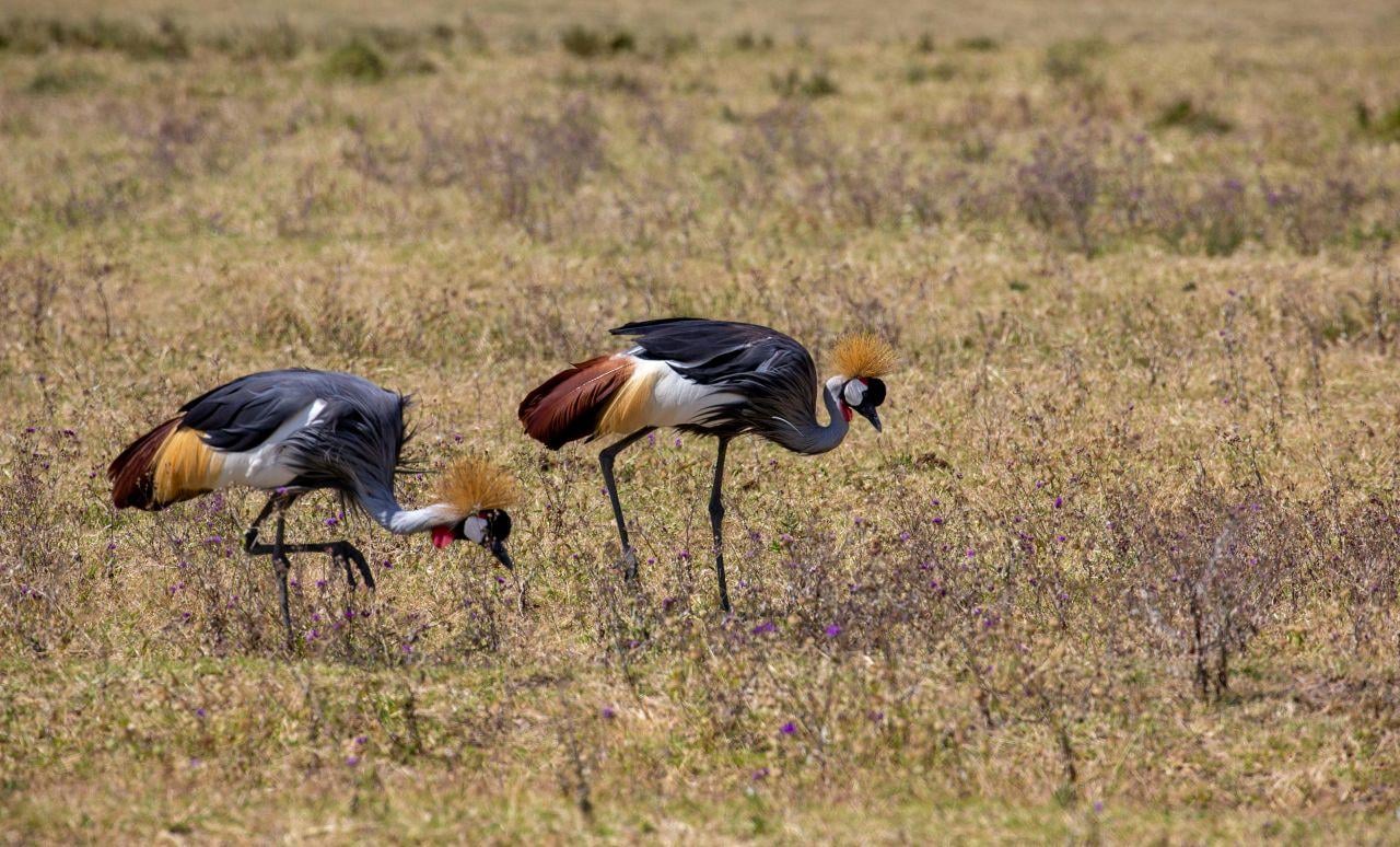 3-Day Maasai Mara Shared Jeep Safari from Nairobi