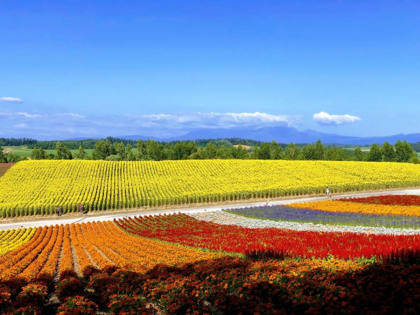 Furano Lavender & Biei Blue Pond 2-Day Summer Escape
