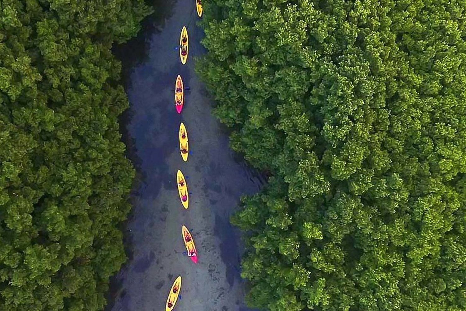 Full-Day El Yunque Rainforest and Bioluminescent Bay Expedition