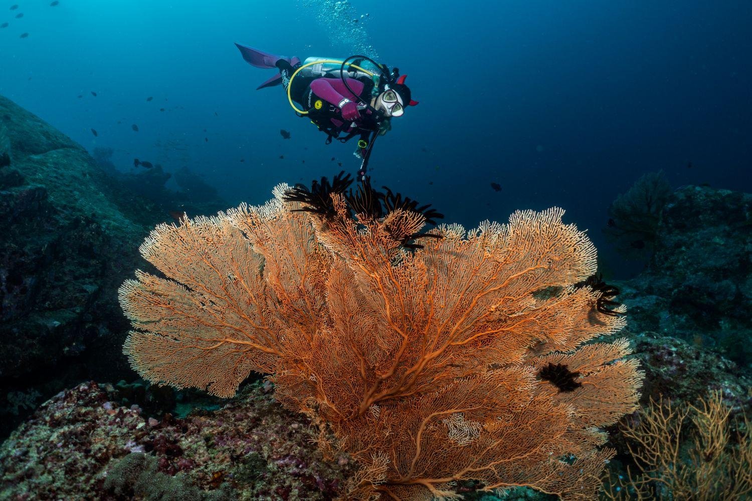 Similan Islands 2-Day Liveaboard: Scuba Dive or Non-Dive on MV Koon