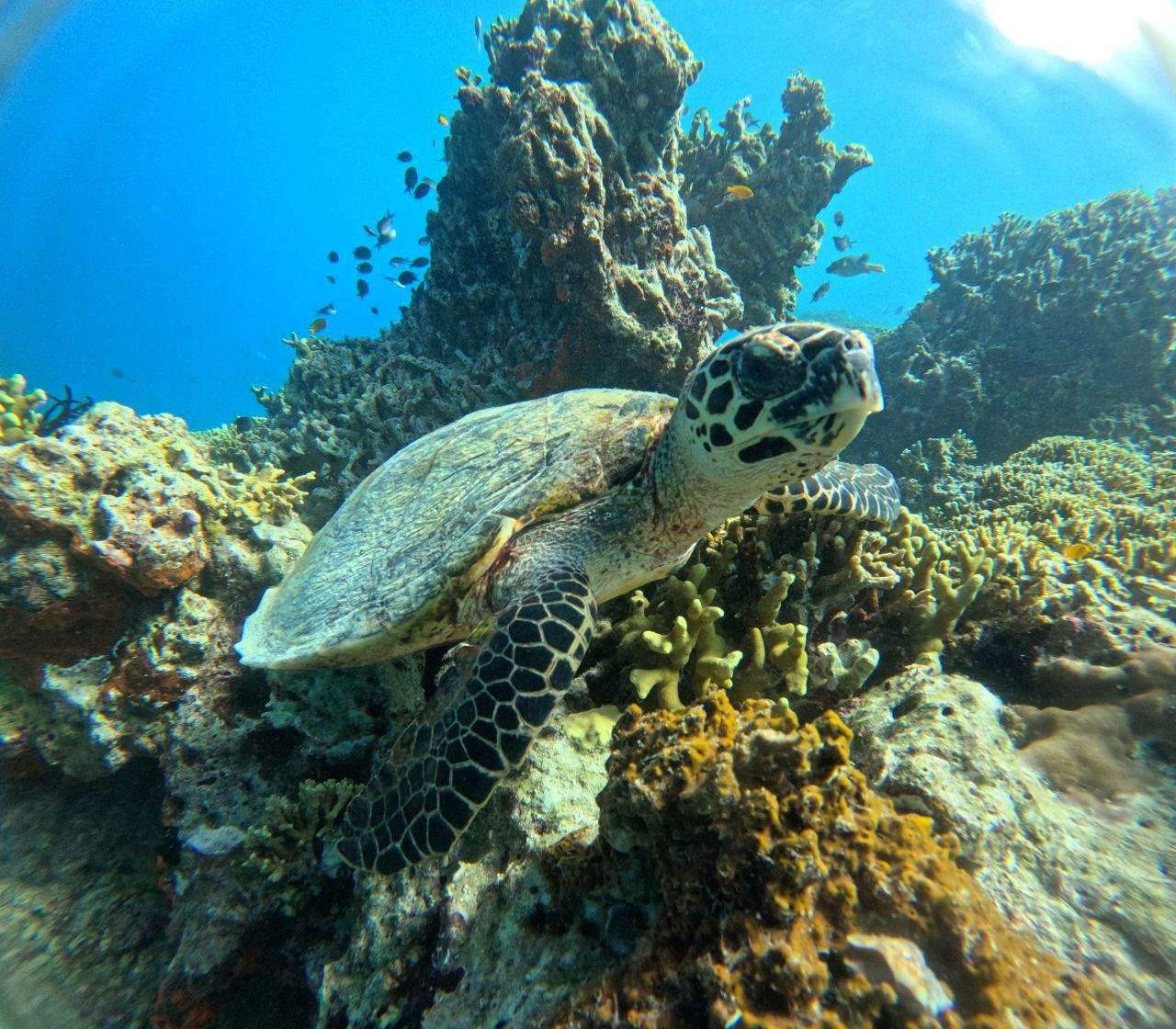Menjangan Island Snorkeling Tour from Banyuwedang