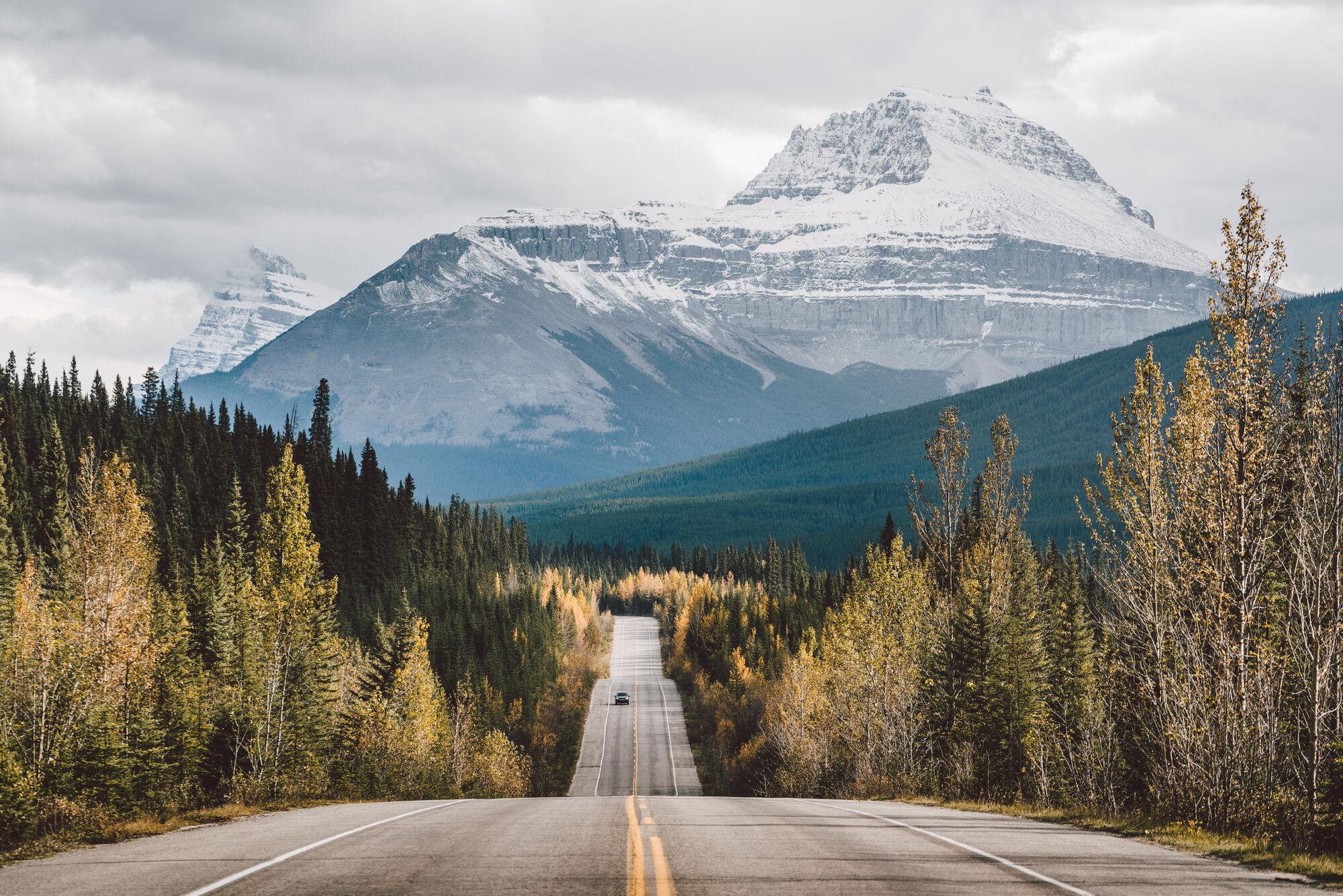 Morning Wildlife Viewing Tour from Banff or Canmore