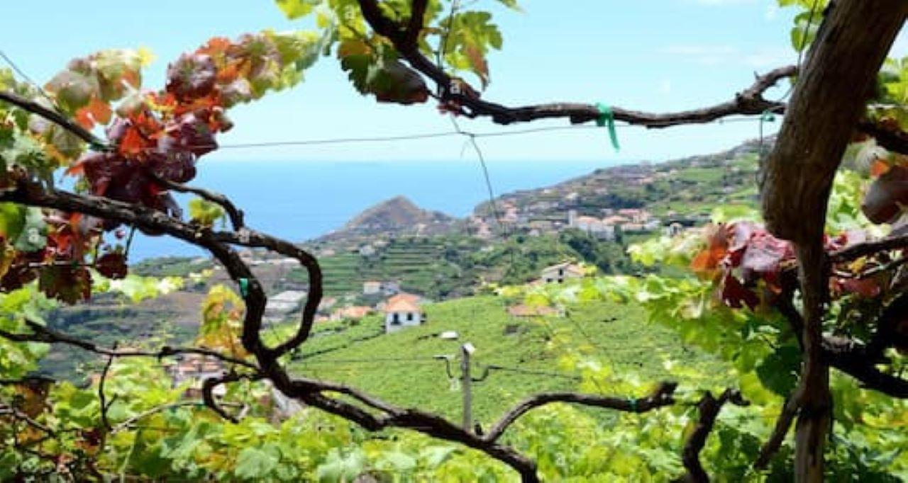 Madeira Wine Route with Vineyard Tour, Cable Car & Traditional Lunch