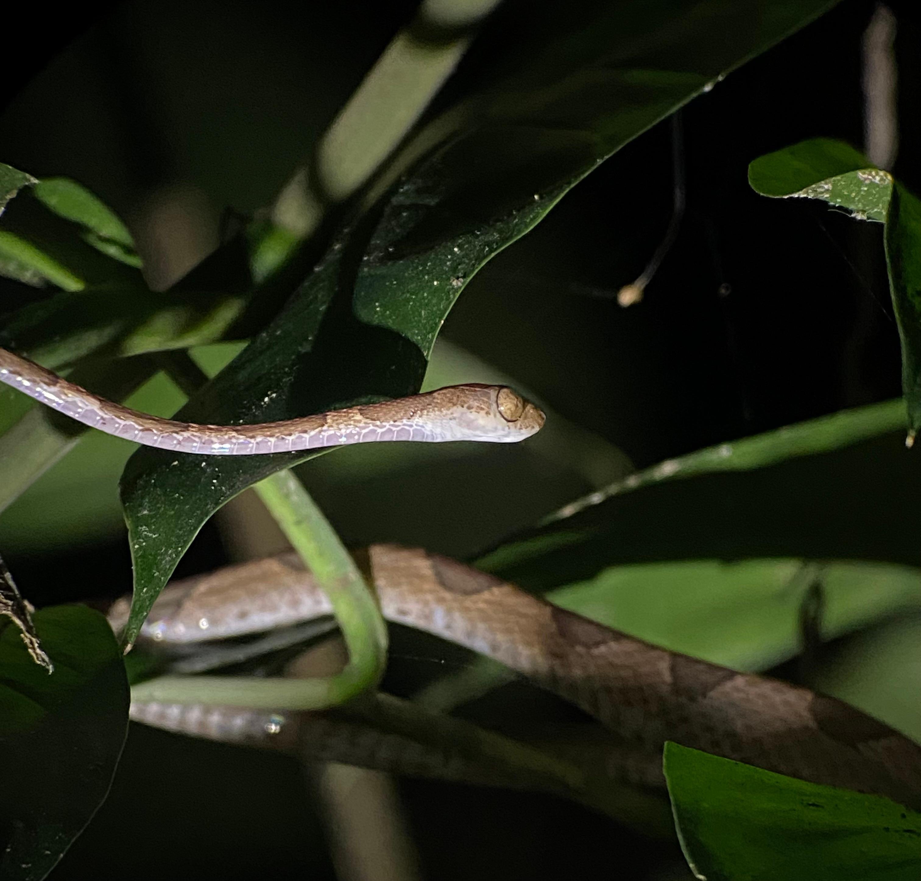 Manuel Antonio Night Wildlife Walk with Expert Naturalist