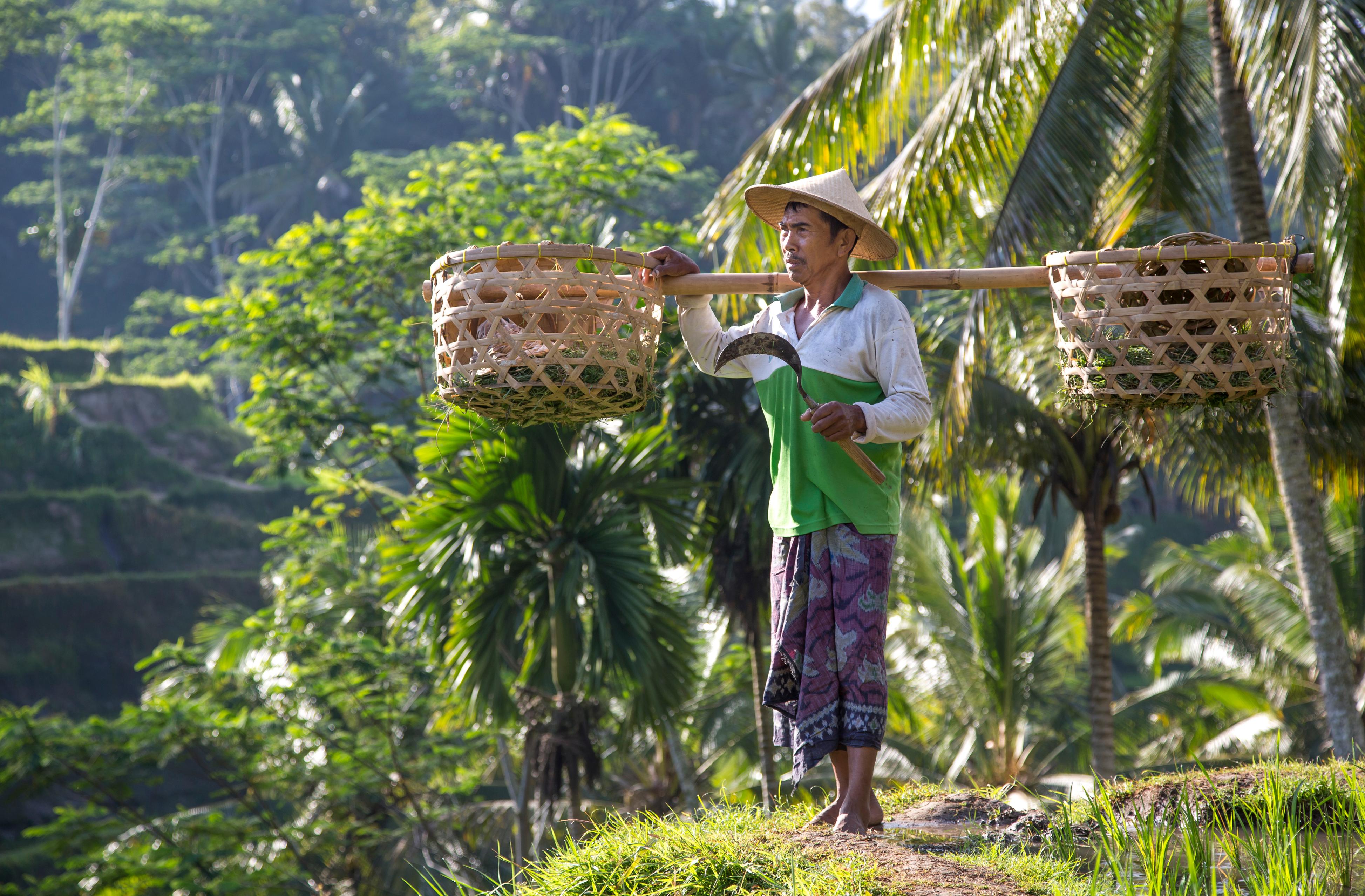 Ubud Highlights: Monkeys, Rice Fields & Waterfalls