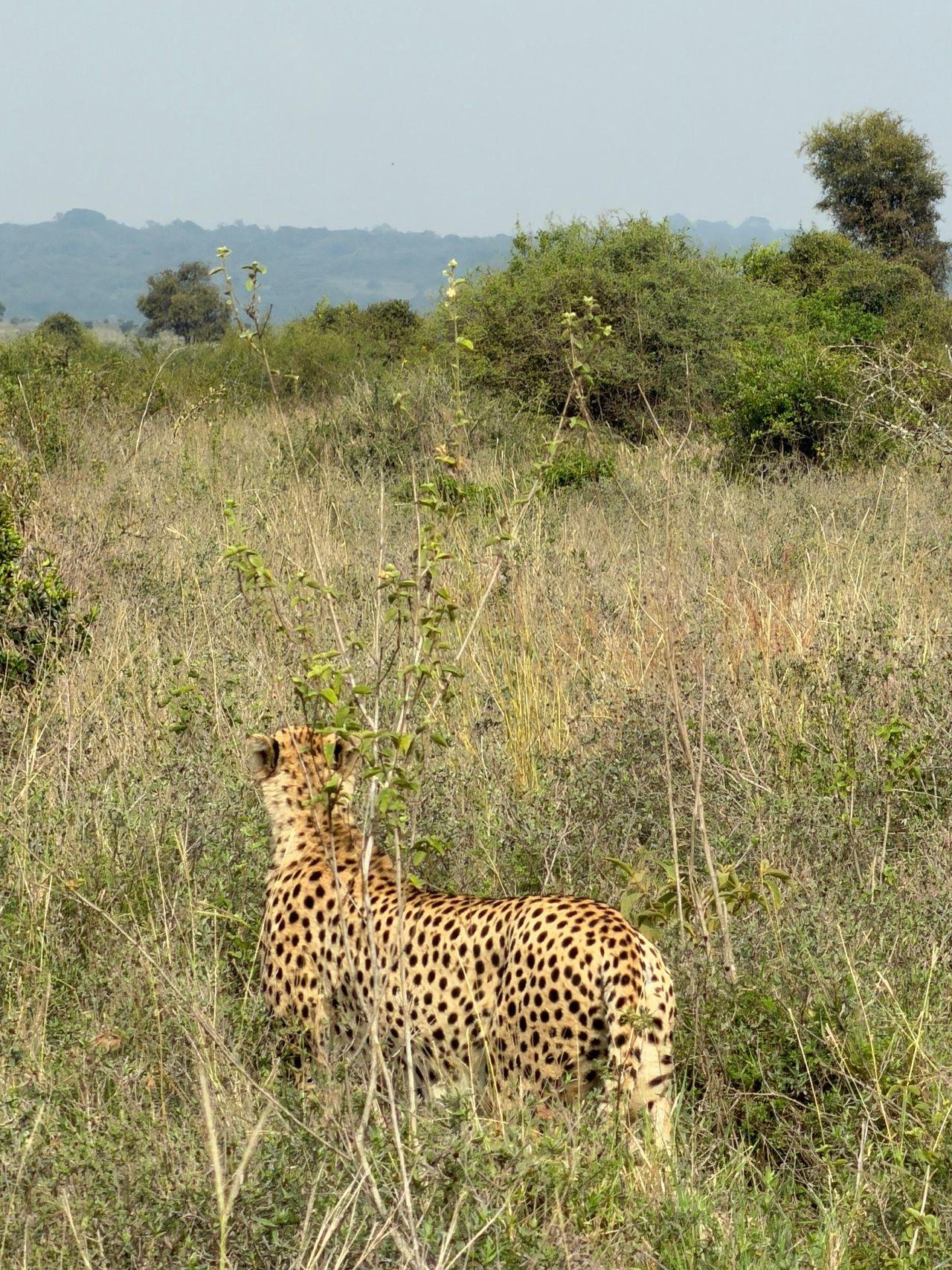 3-Day Maasai Mara Shared Jeep Safari from Nairobi