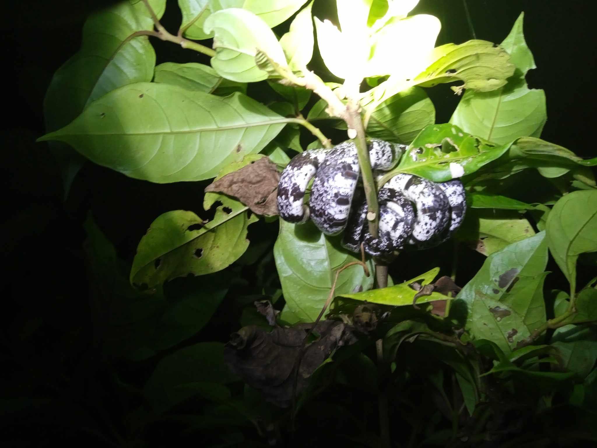 Tortuguero National Park Canoe Wildlife Tour