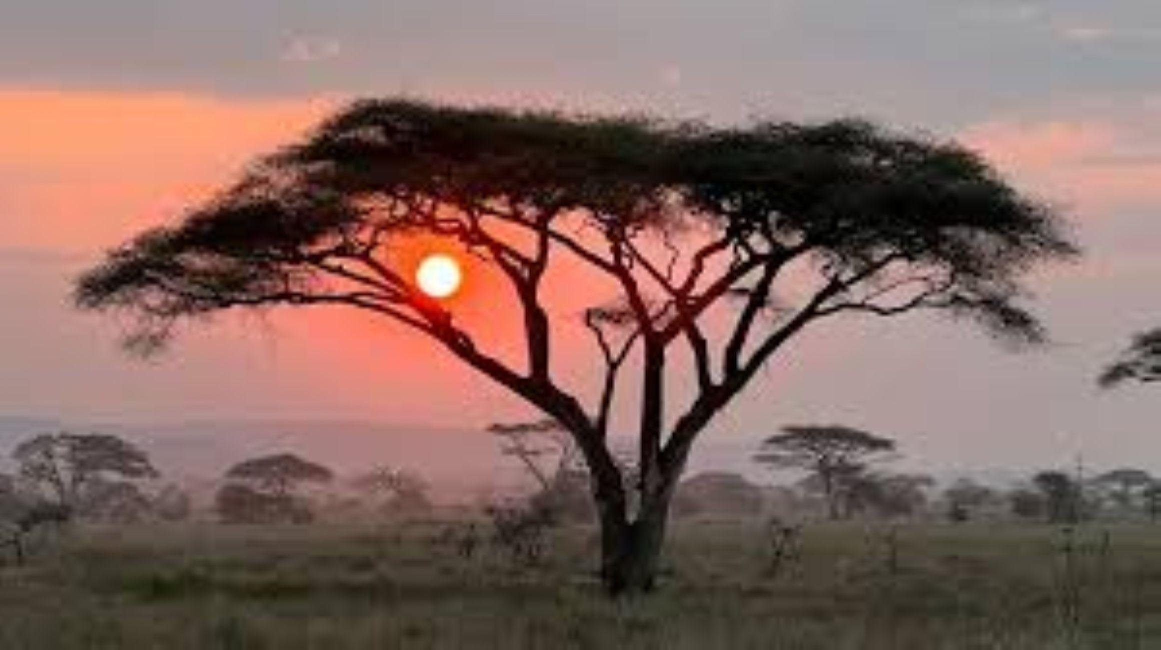 3-Day Masai Mara Fly-In Safari from Nairobi