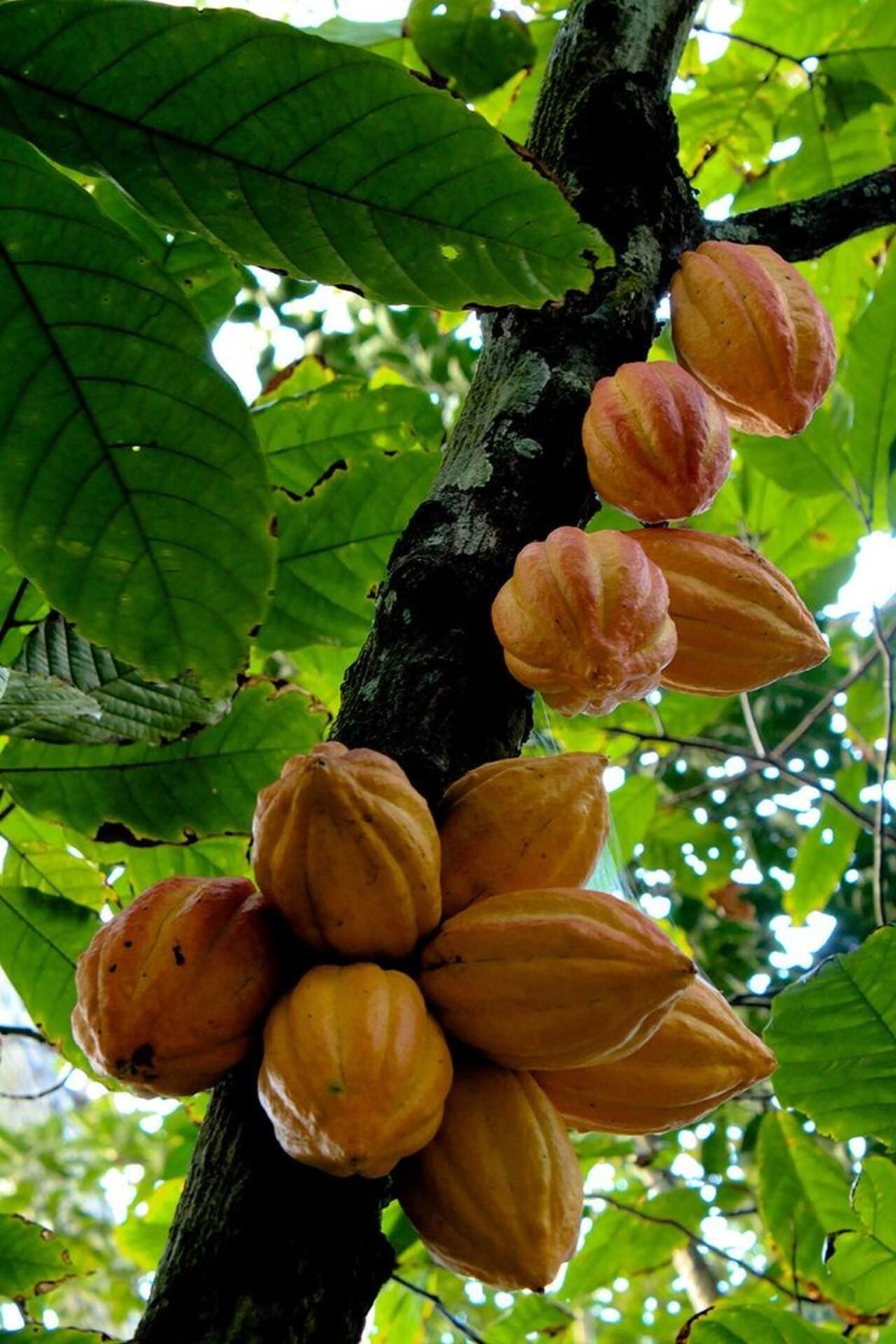 Zanzibar Private Spice Farm Tour with Local Guide