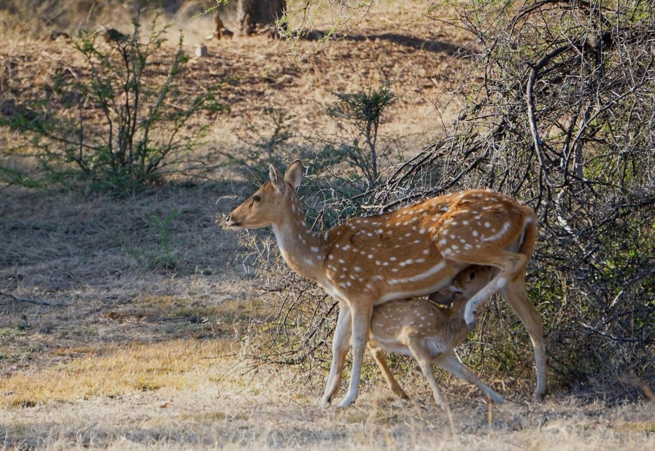 2-Day Ranthambore Tiger Safari from Delhi