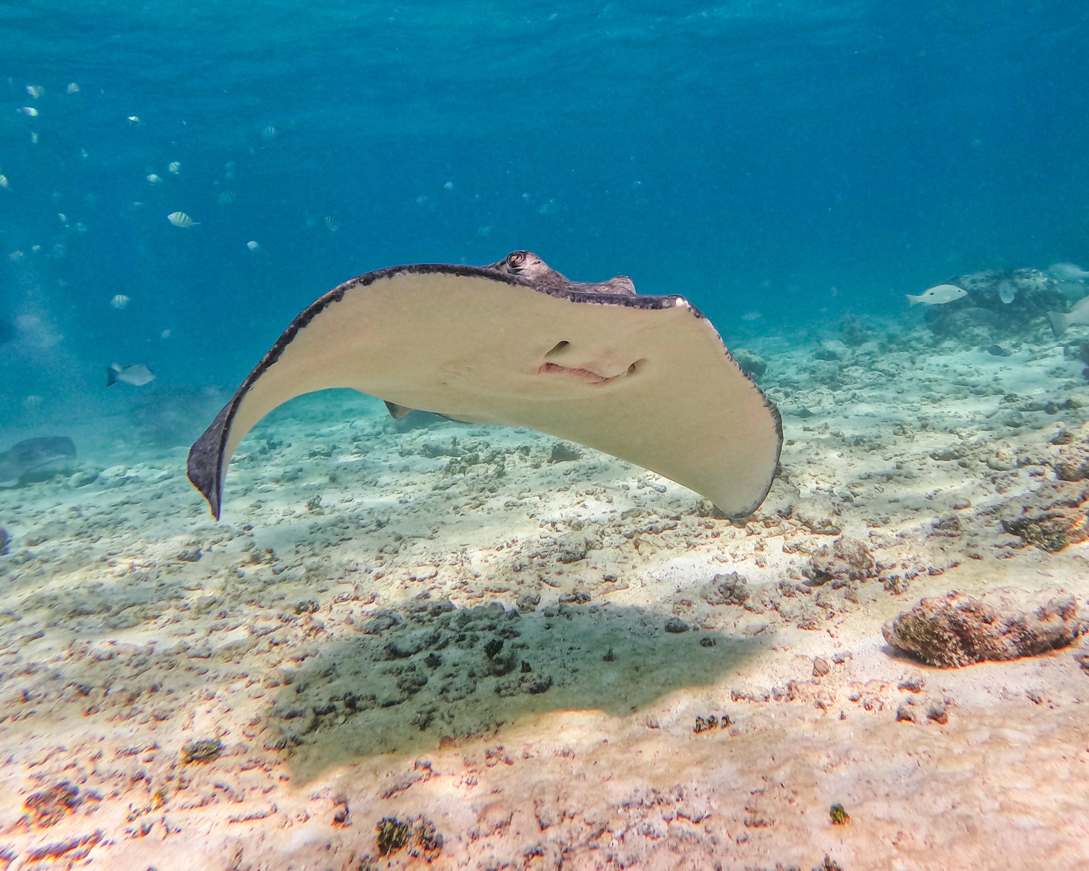 Tulum Reef Snorkeling: Two Sites in Two Hours