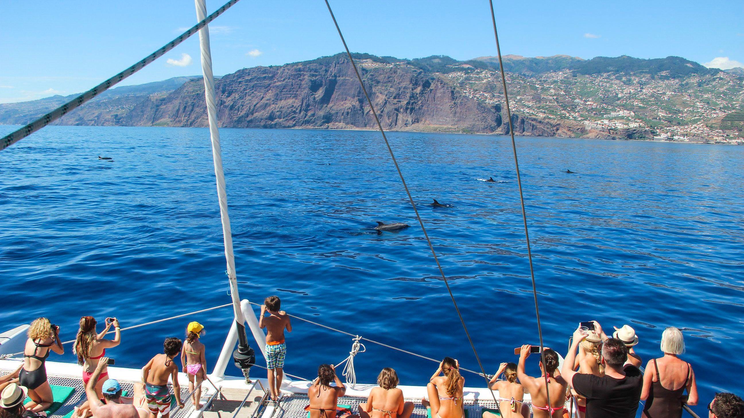 Madeira Catamaran Dolphin & Whale Watching