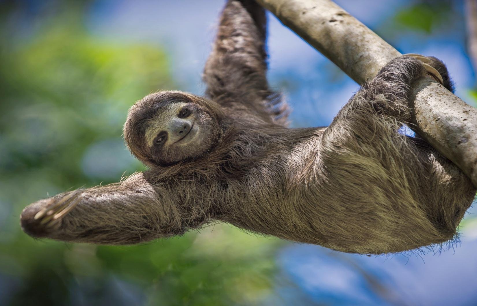 Manuel Antonio National Park: Guided Nature Walk with Entry Ticket