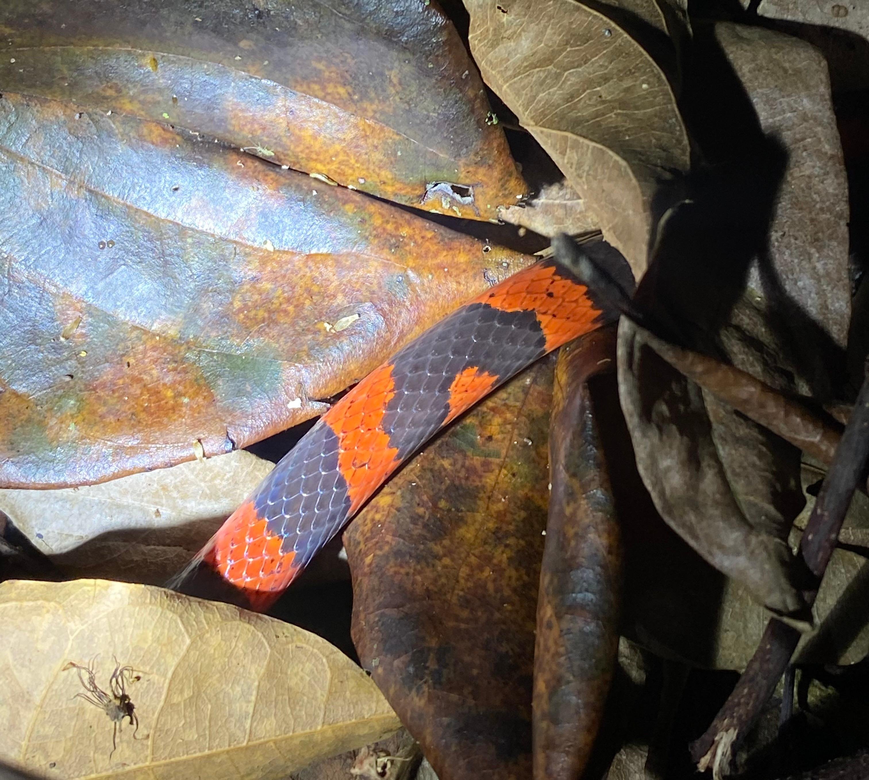 Manuel Antonio Night Wildlife Walk with Expert Naturalist