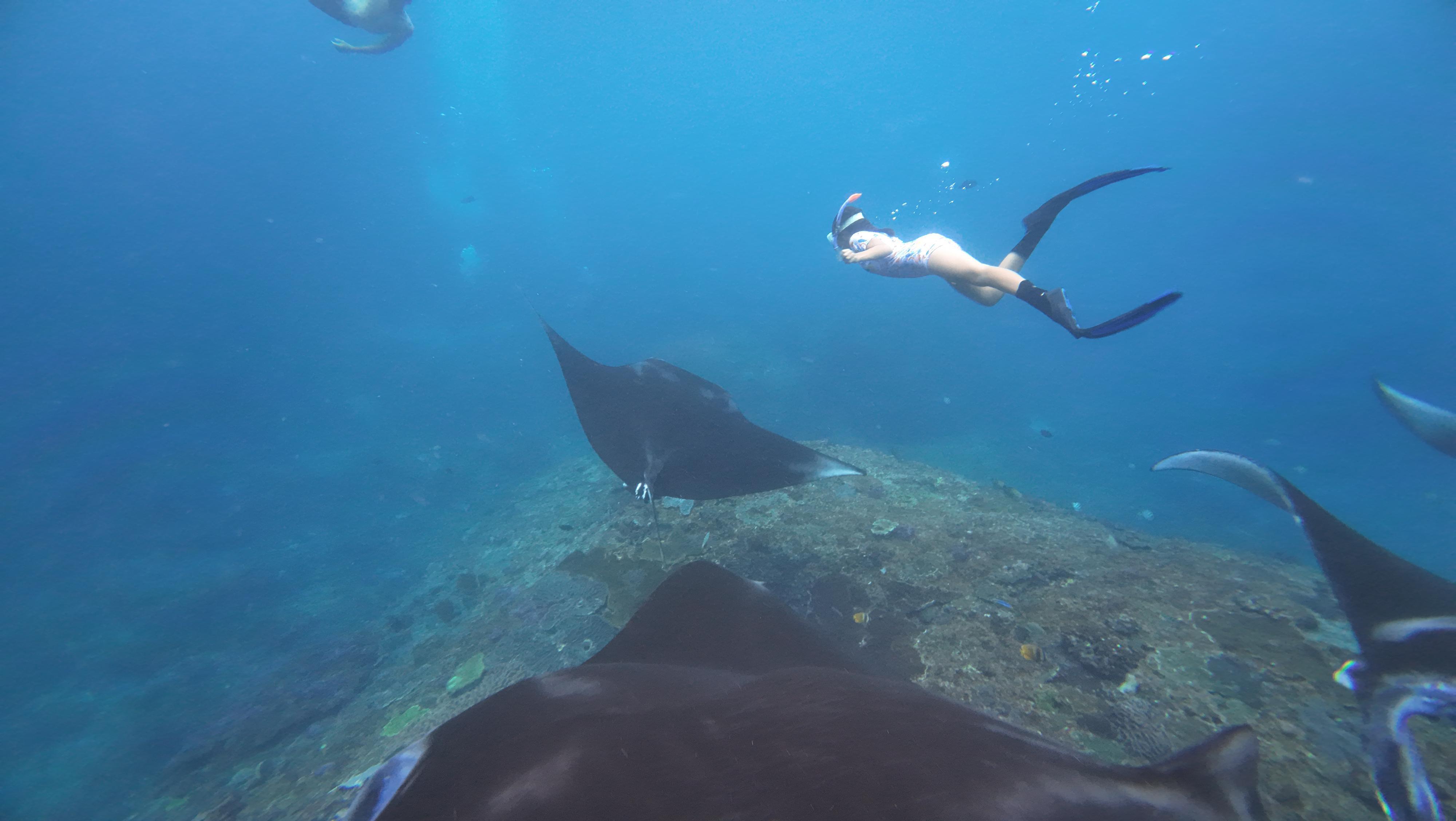 Manta Point & Gamat Bay Snorkeling Adventure