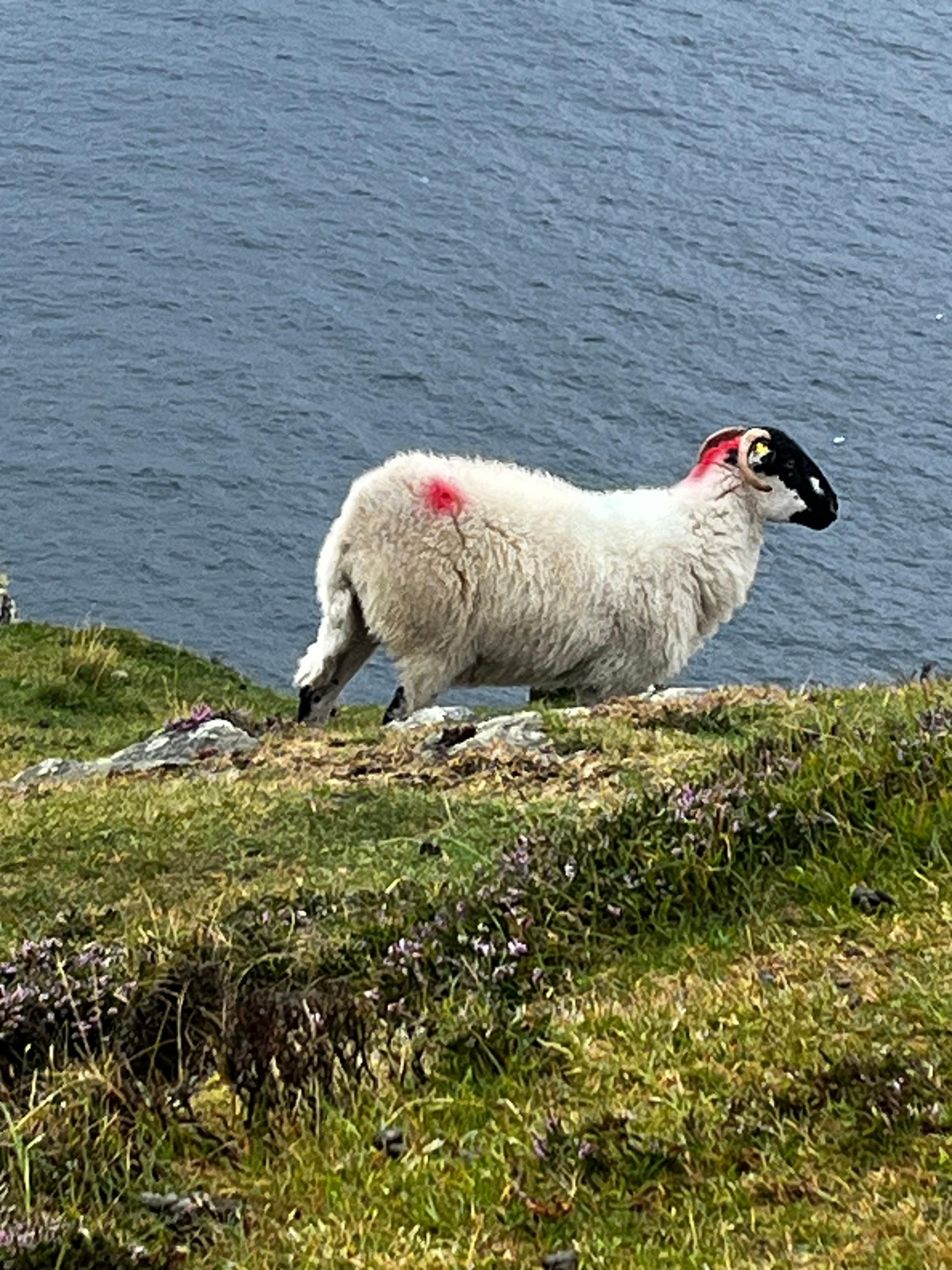 Galway to Cliffs of Moher Private Full-Day Tour