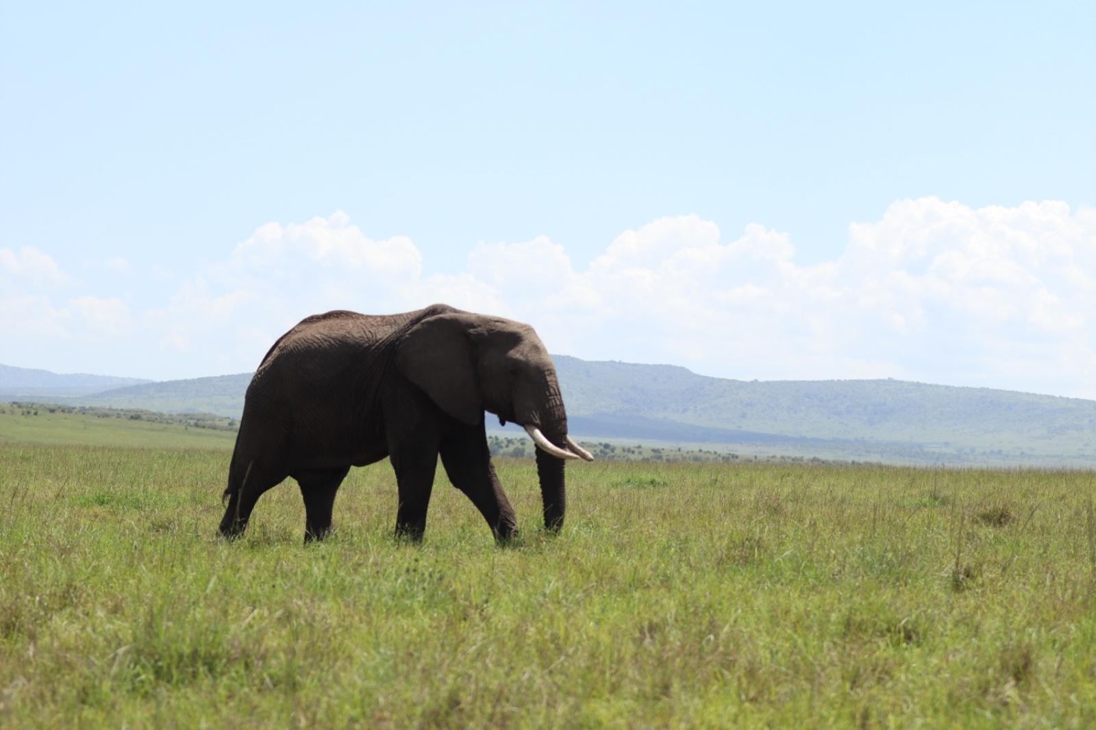 Maasai Mara Express: 1-Day Safari from Nairobi